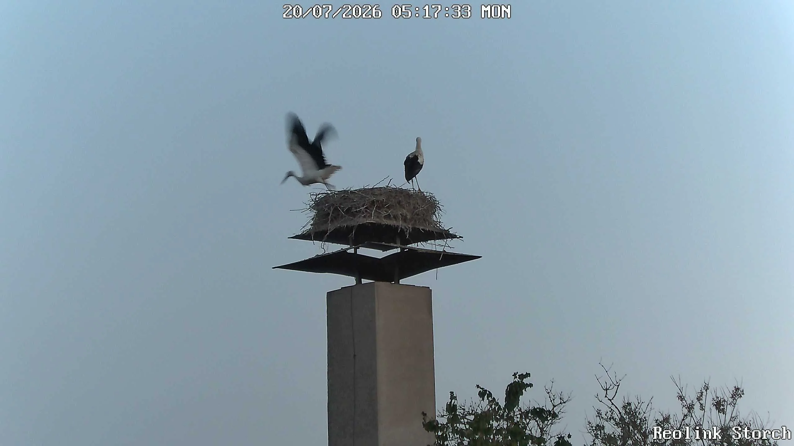 Storchencam Bild