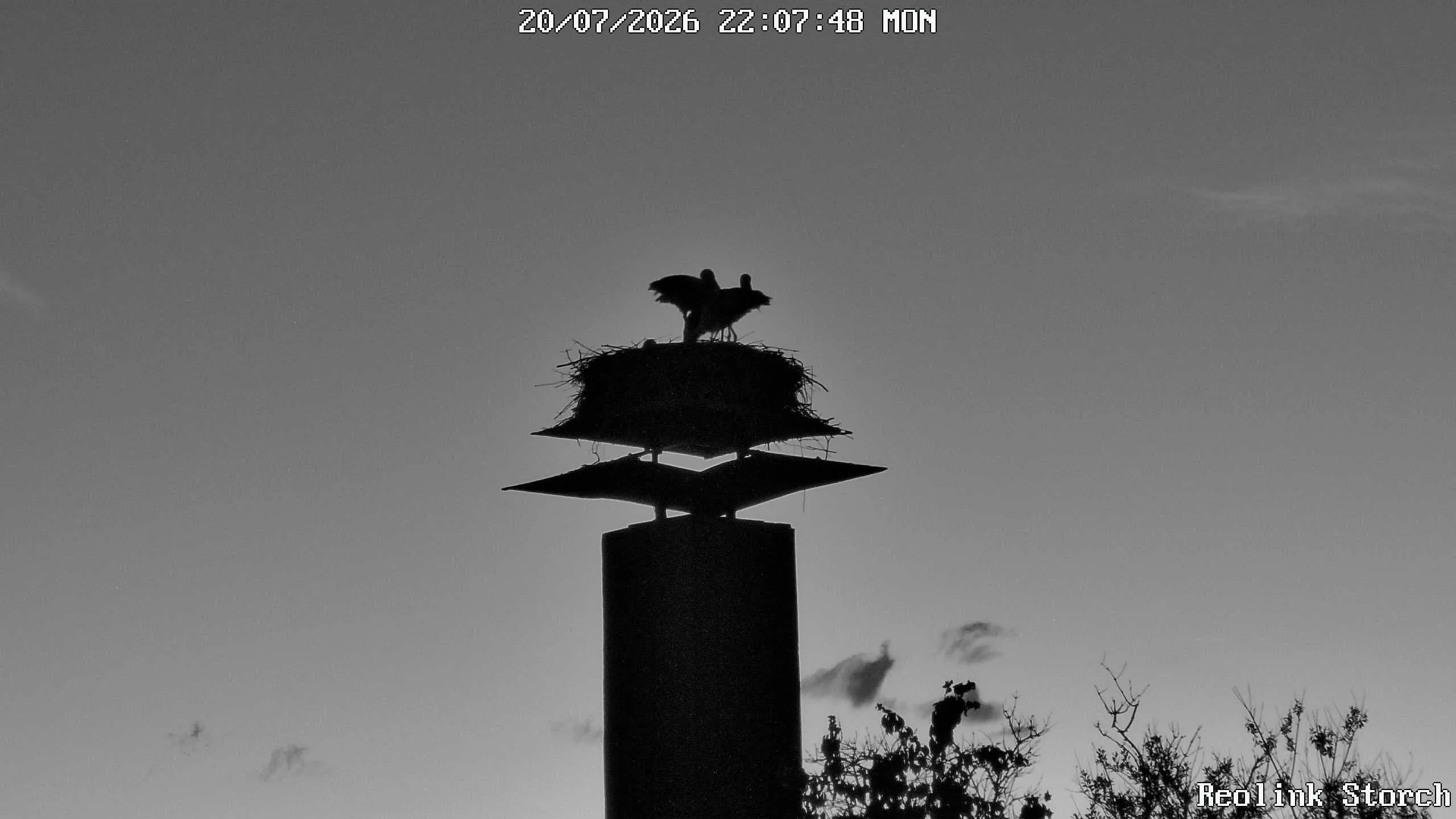 Storchencam Bild