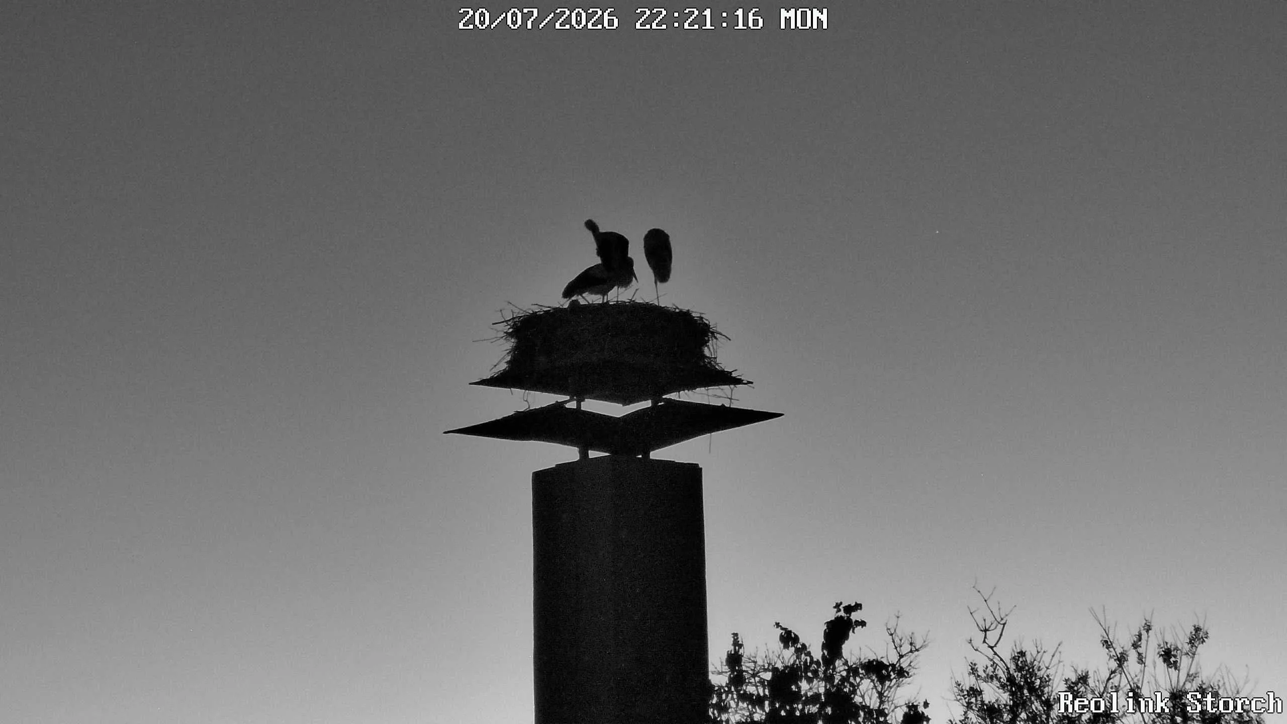 Storchencam Bild