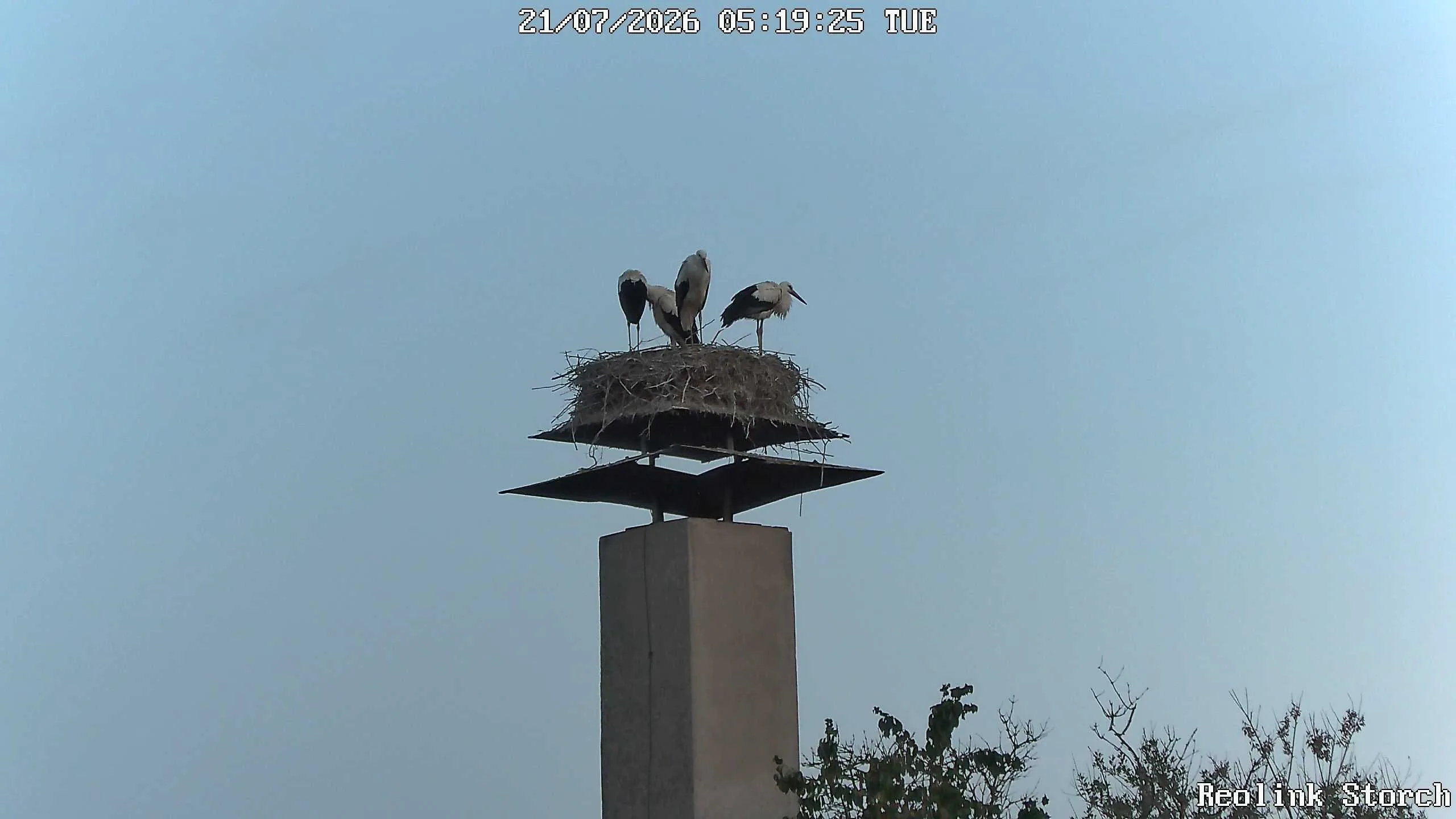 Storchencam Bild
