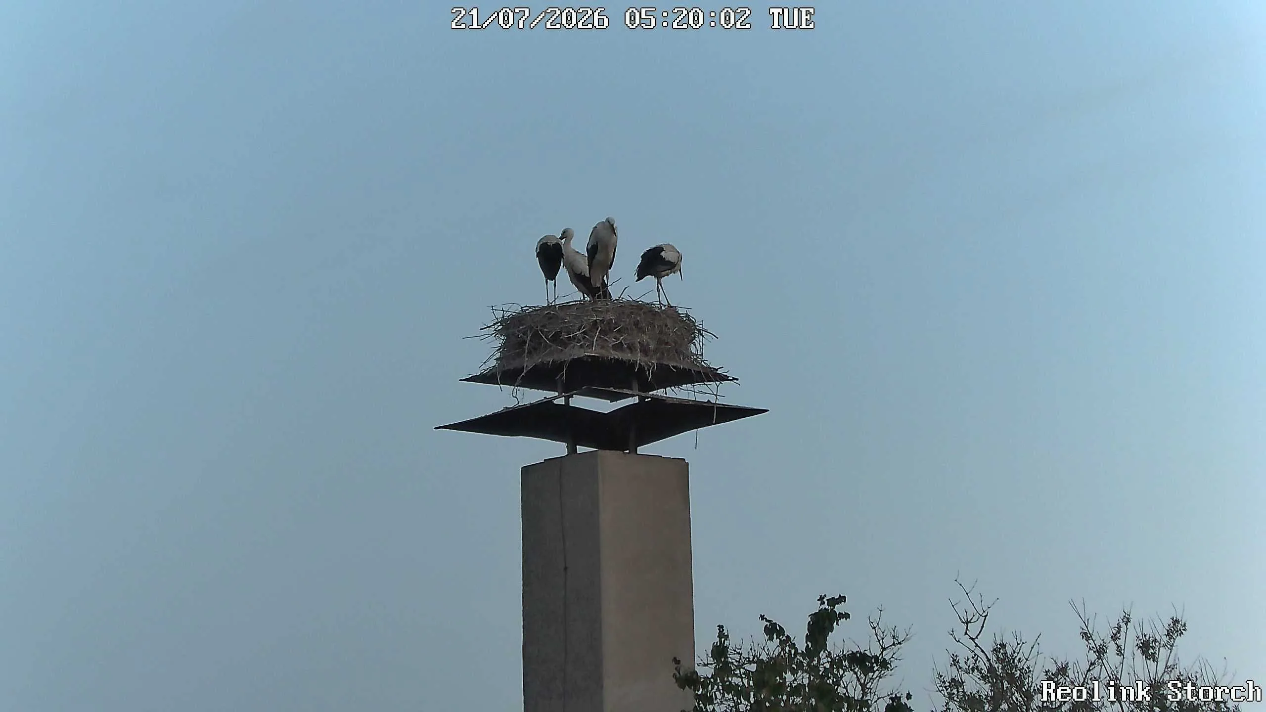 Storchencam Bild