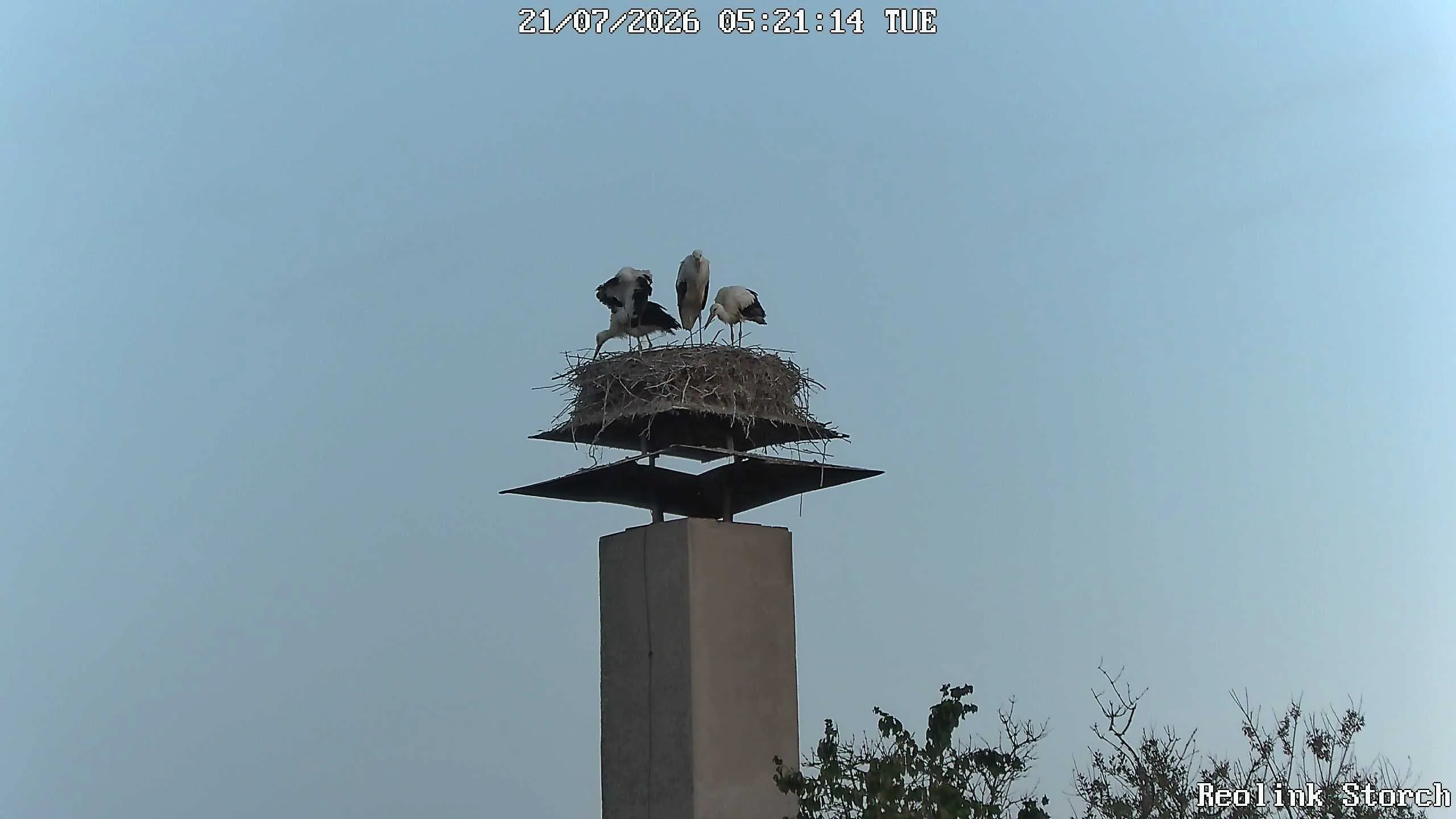 Storchencam Bild