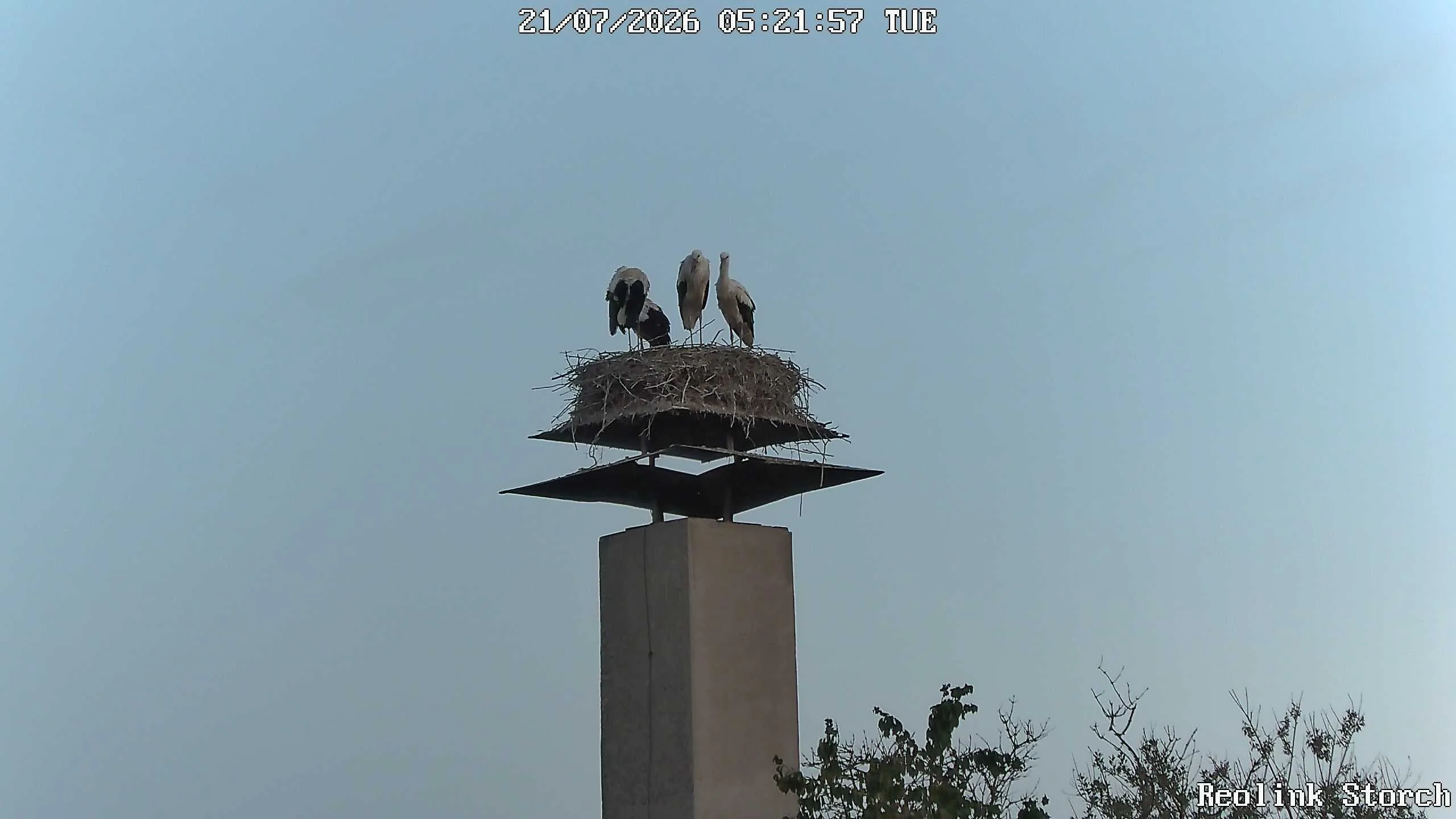 Storchencam Bild