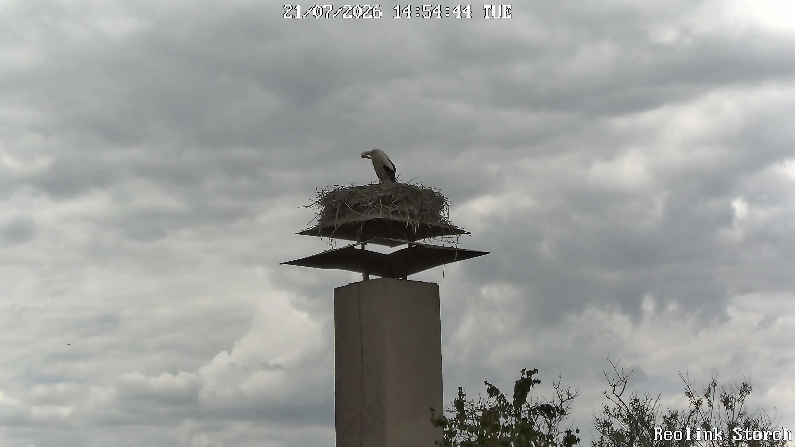 Storchencam Bild