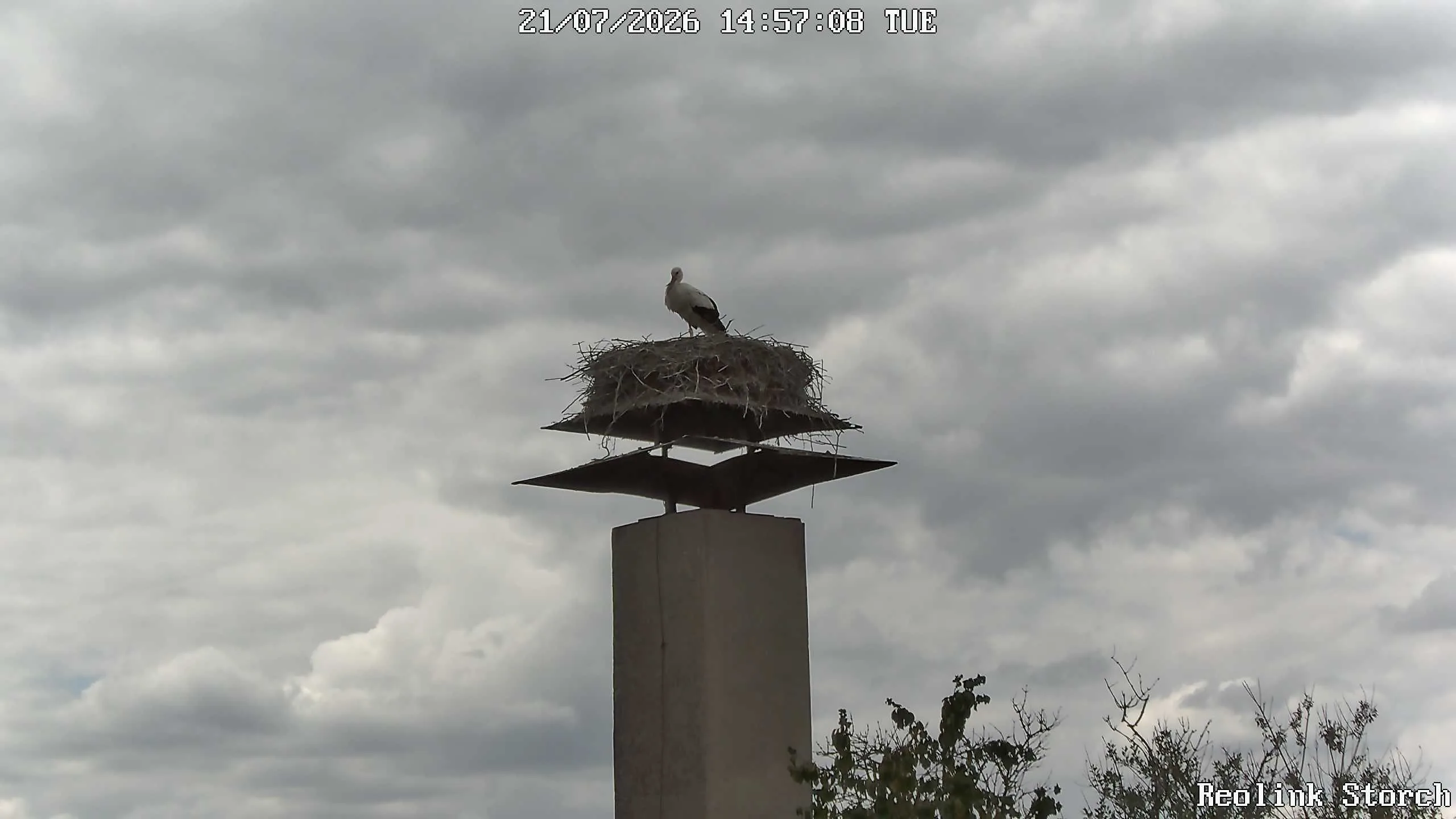 Storchencam Bild