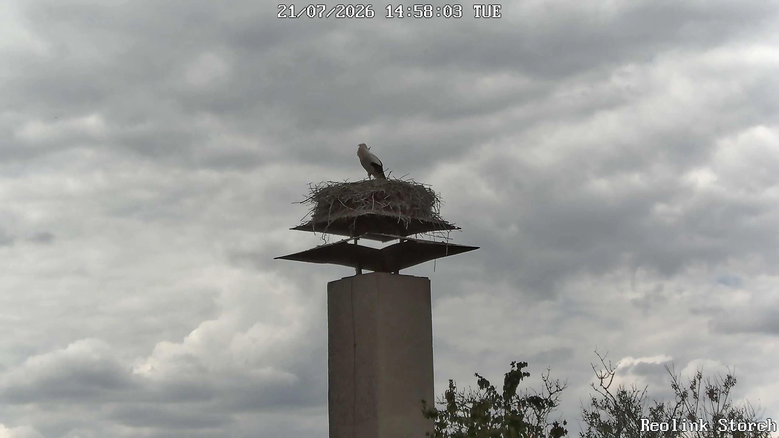 Storchencam Bild