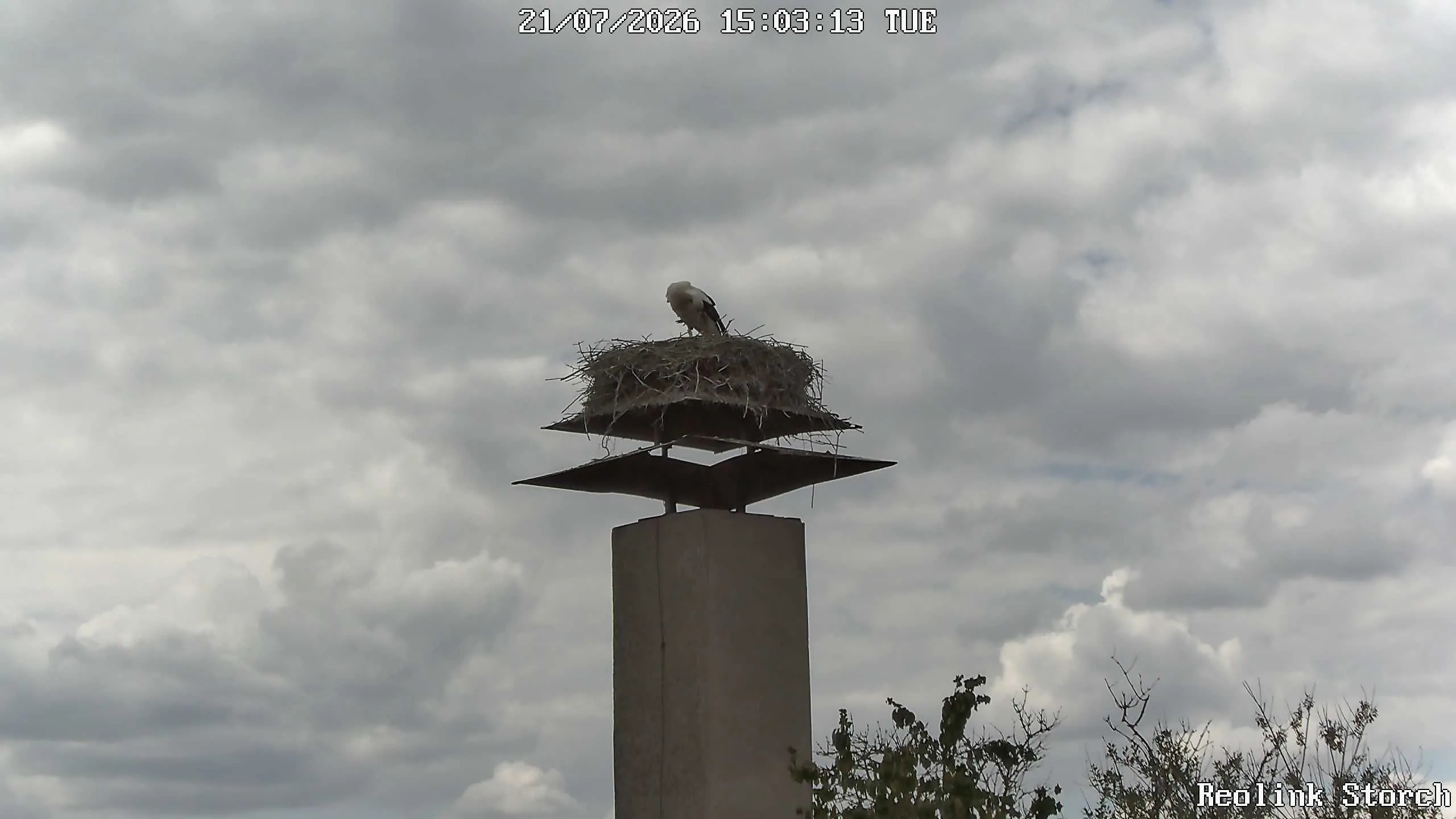 Storchencam Bild