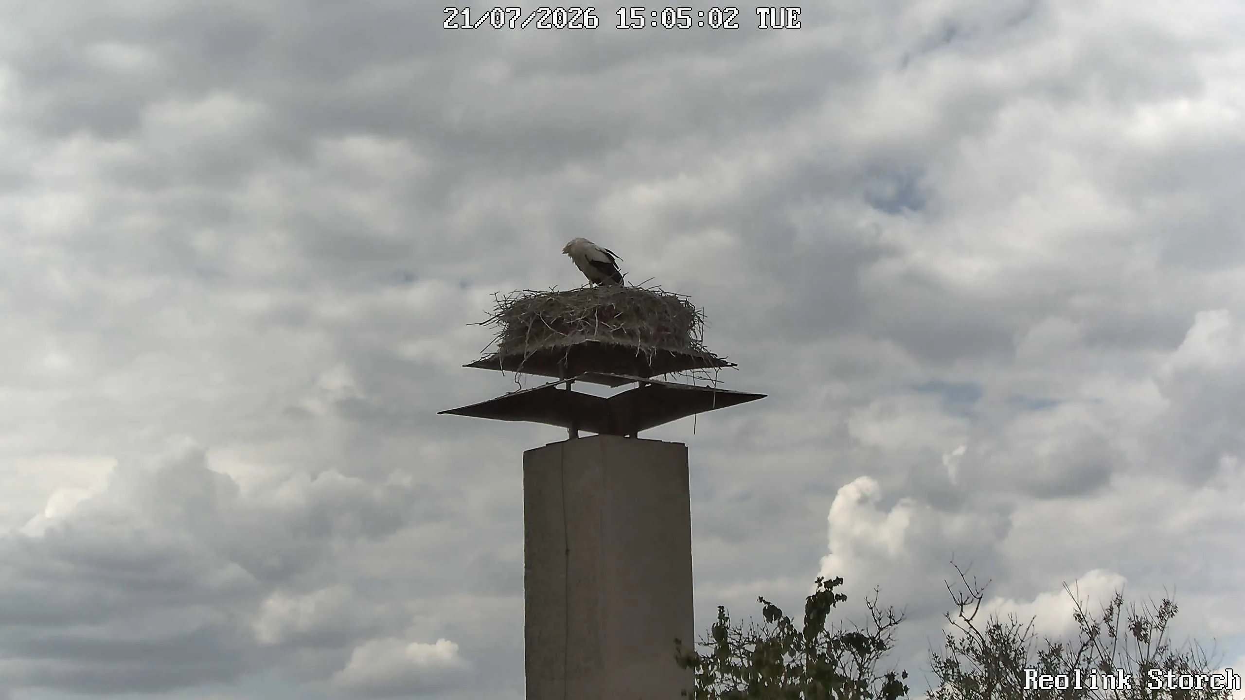 Storchencam Bild