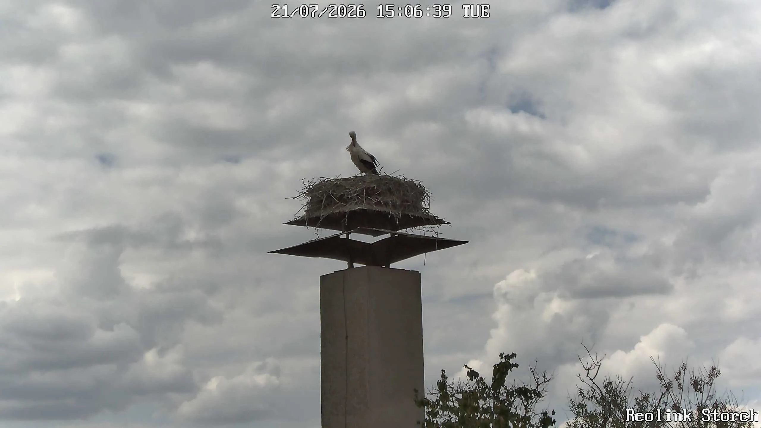 Storchencam Bild