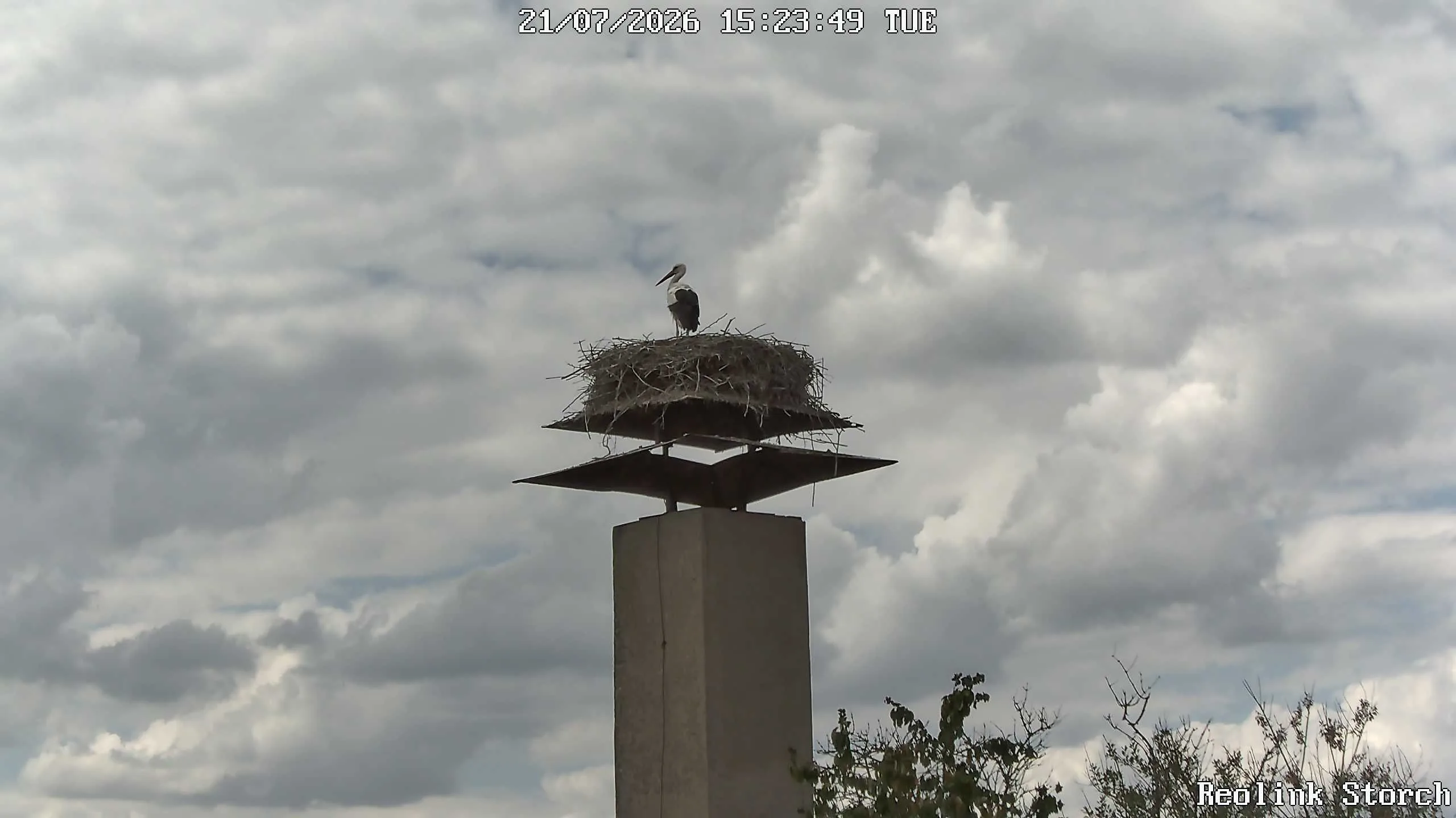 Storchencam Bild