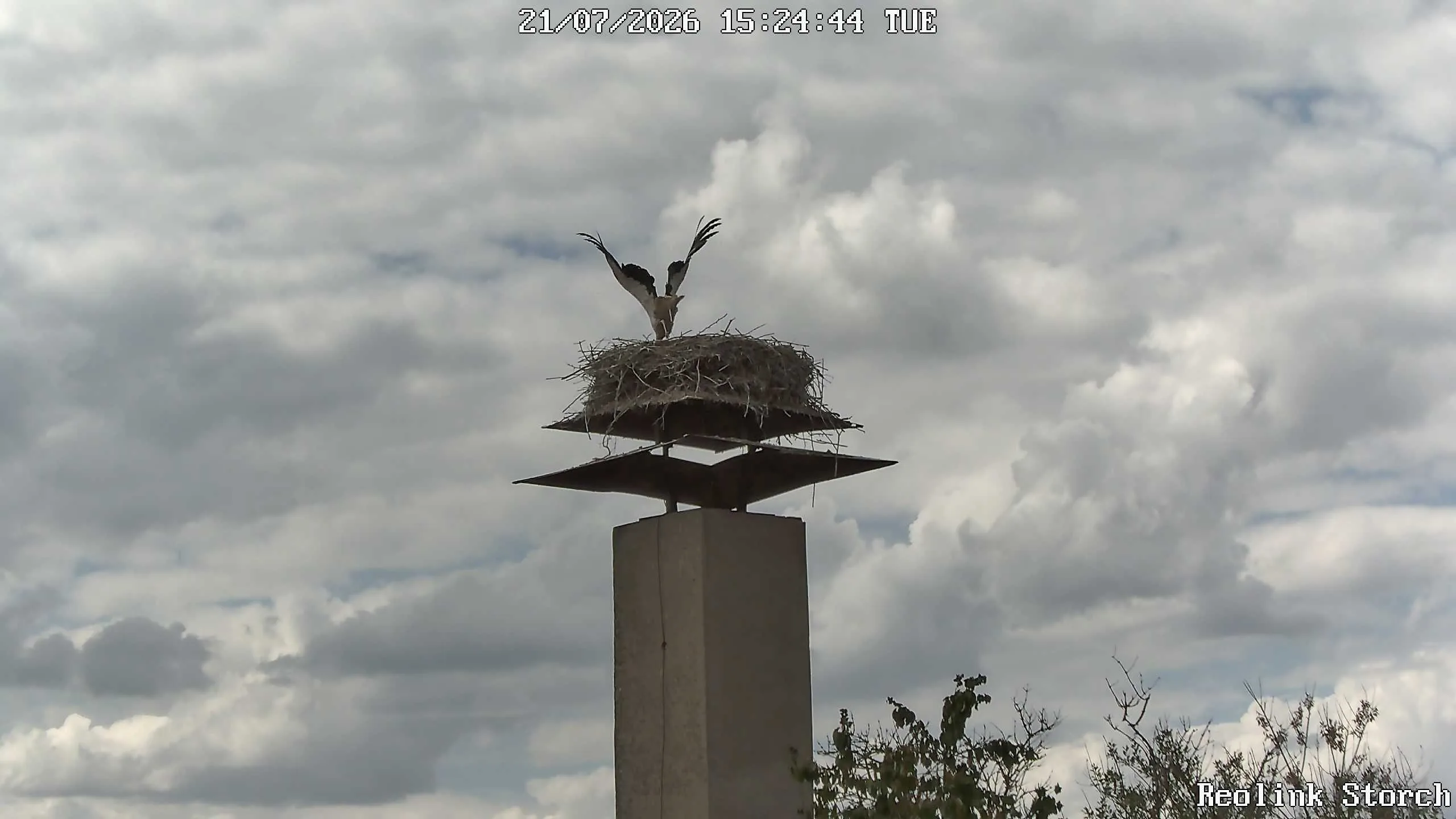Storchencam Bild