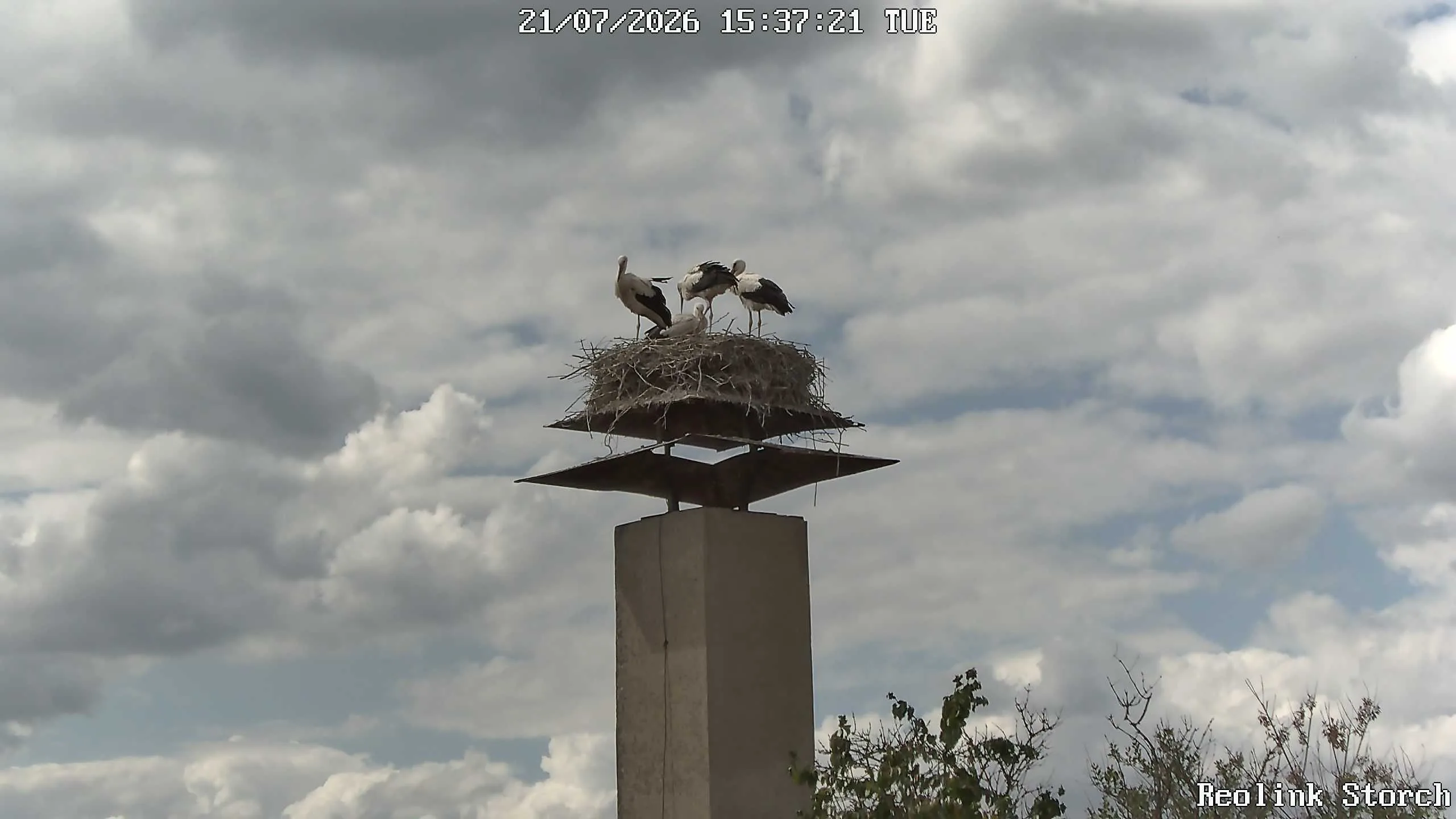 Storchencam Bild