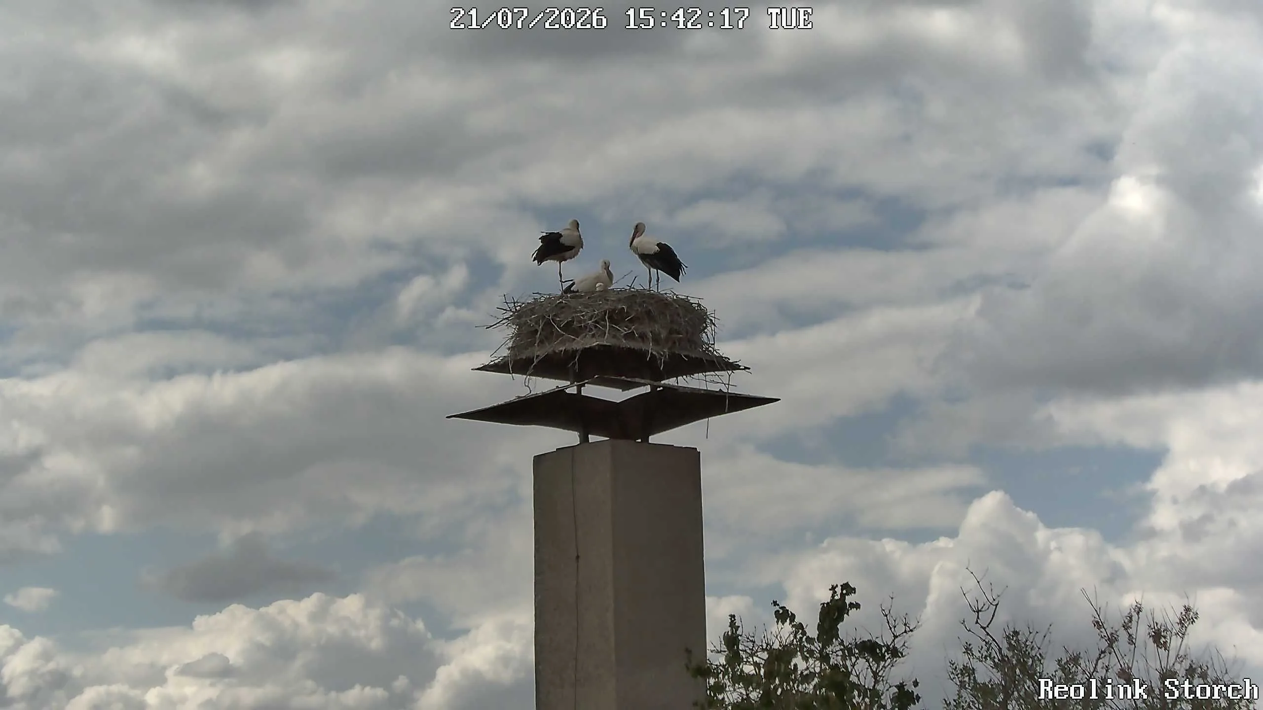 Storchencam Bild