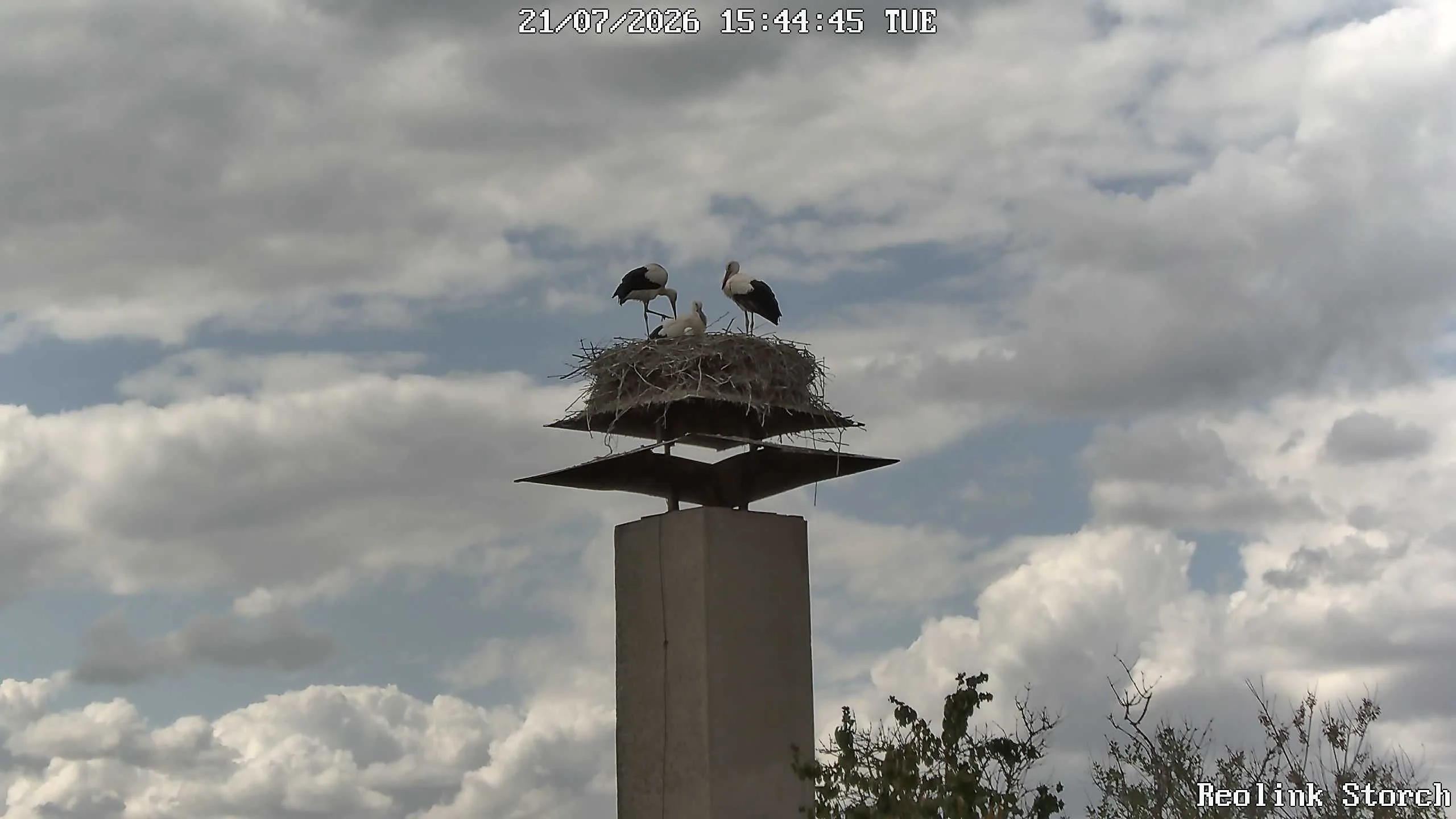 Storchencam Bild