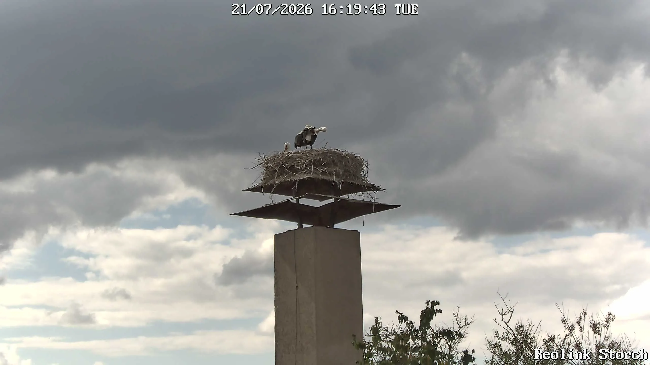 Storchencam Bild