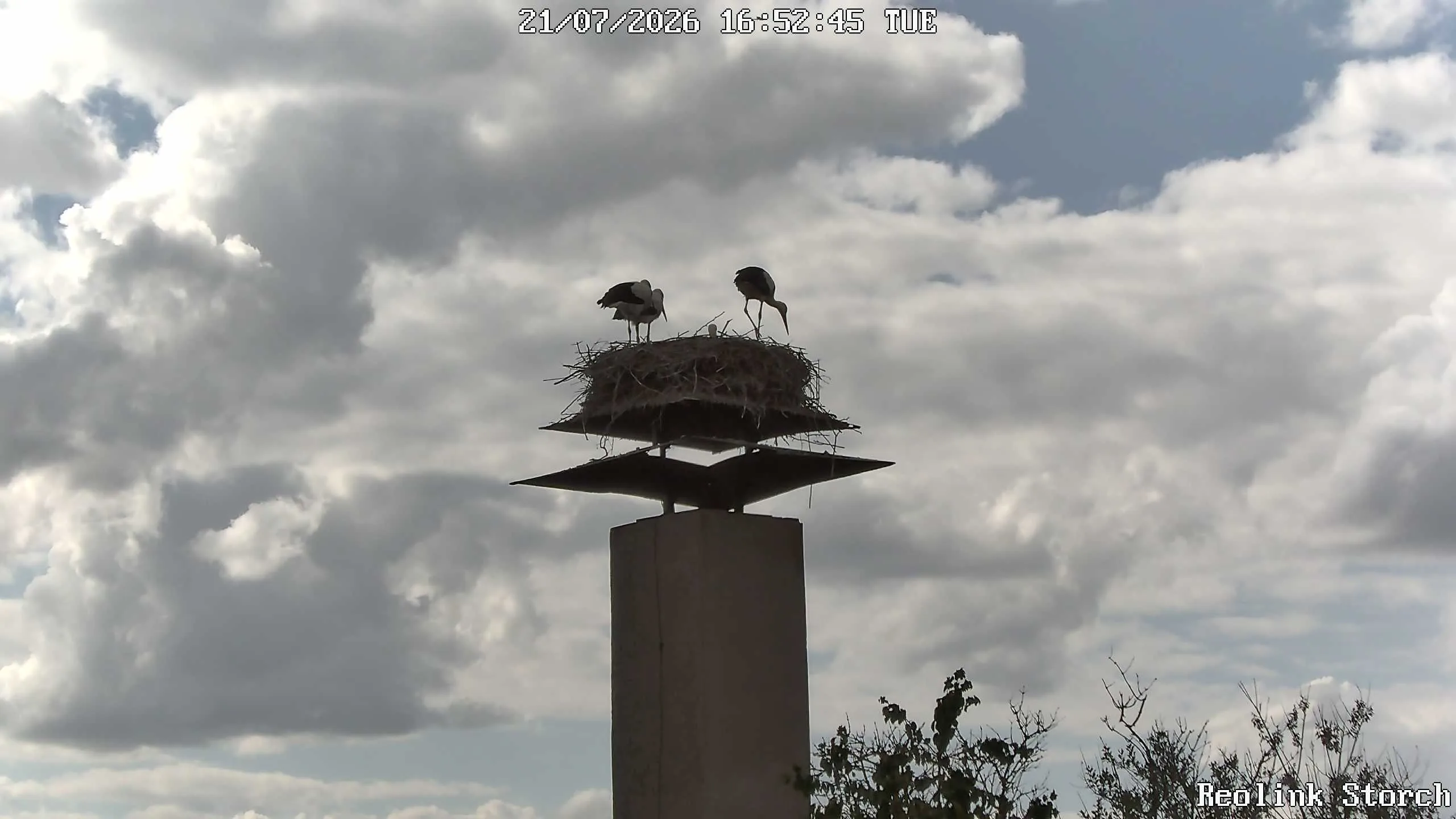 Storchencam Bild