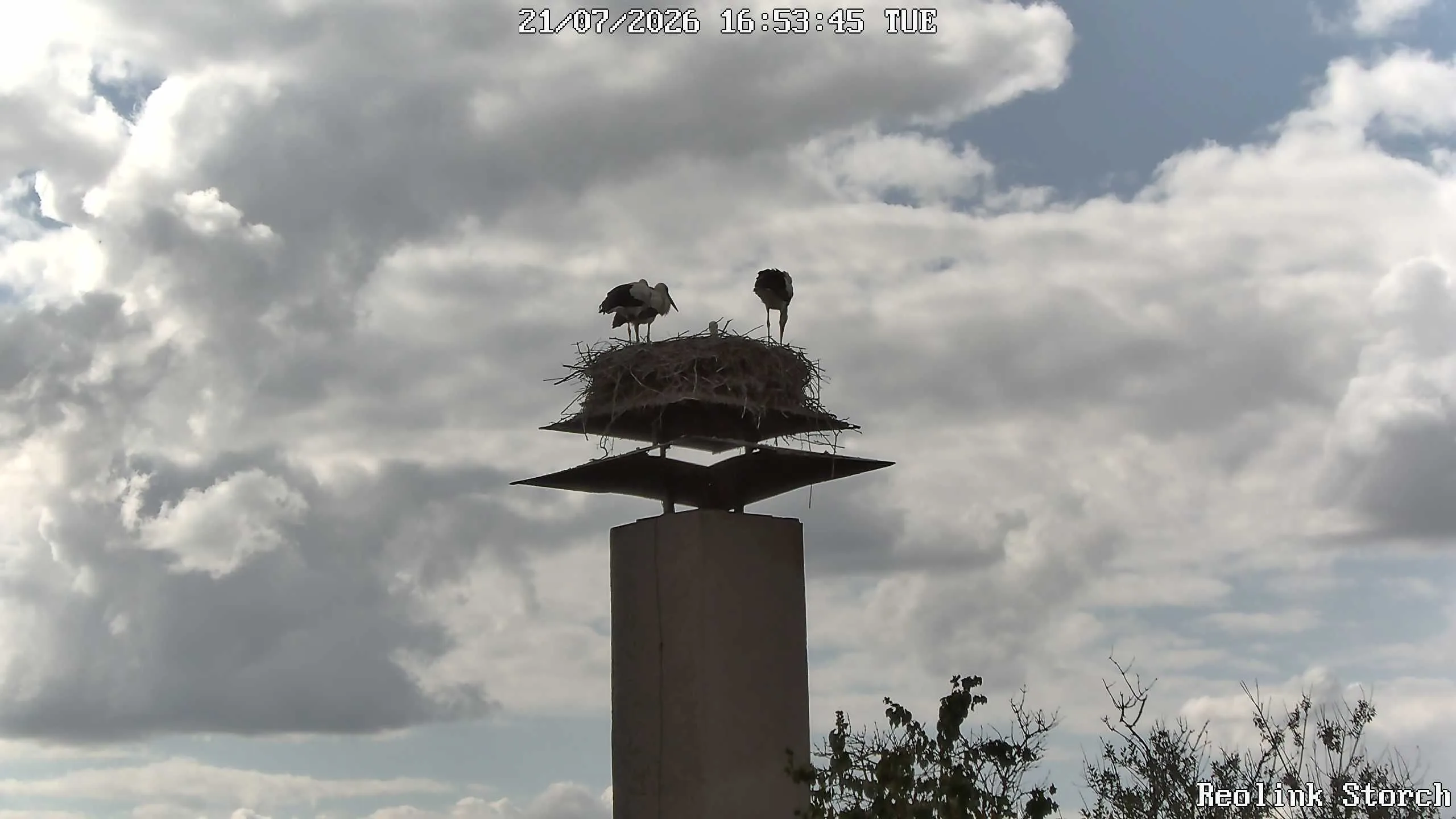 Storchencam Bild