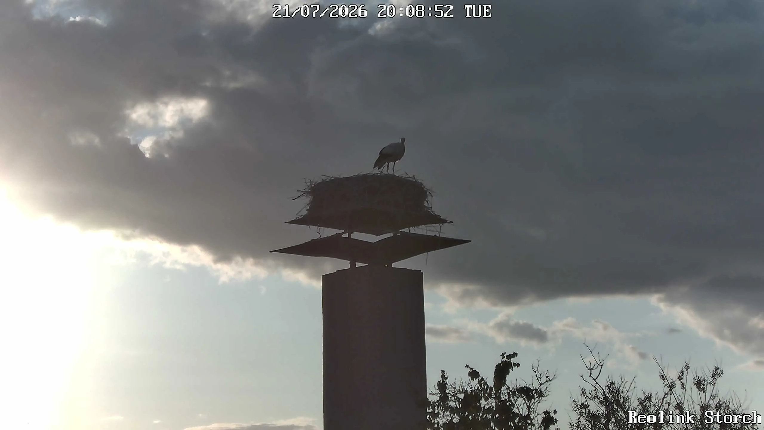 Storchencam Bild