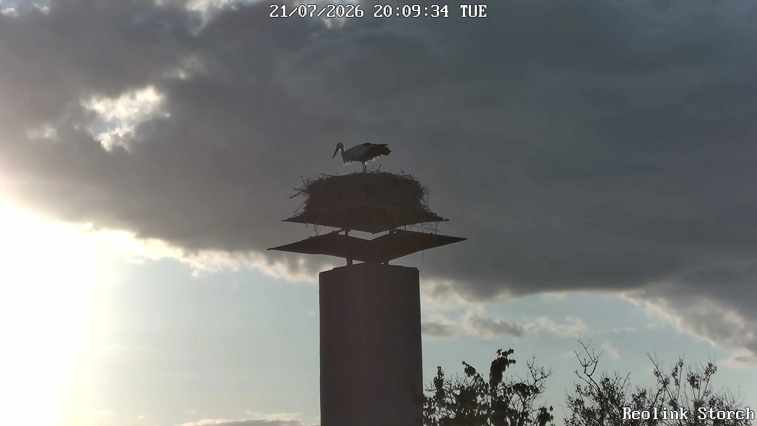 Storchencam Bild
