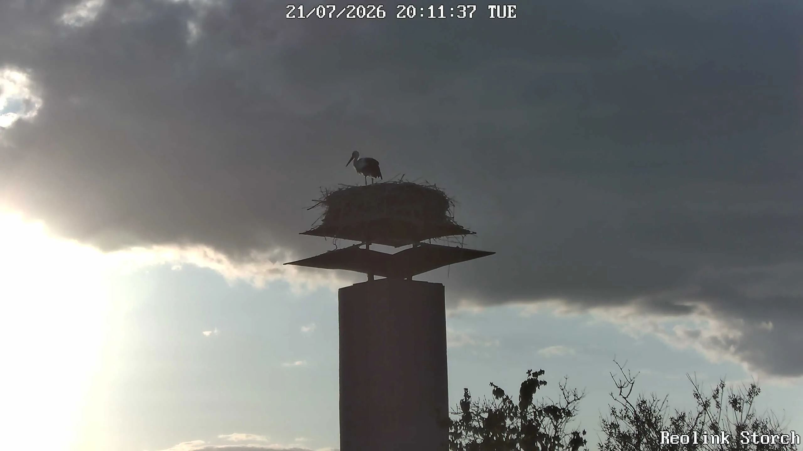 Storchencam Bild