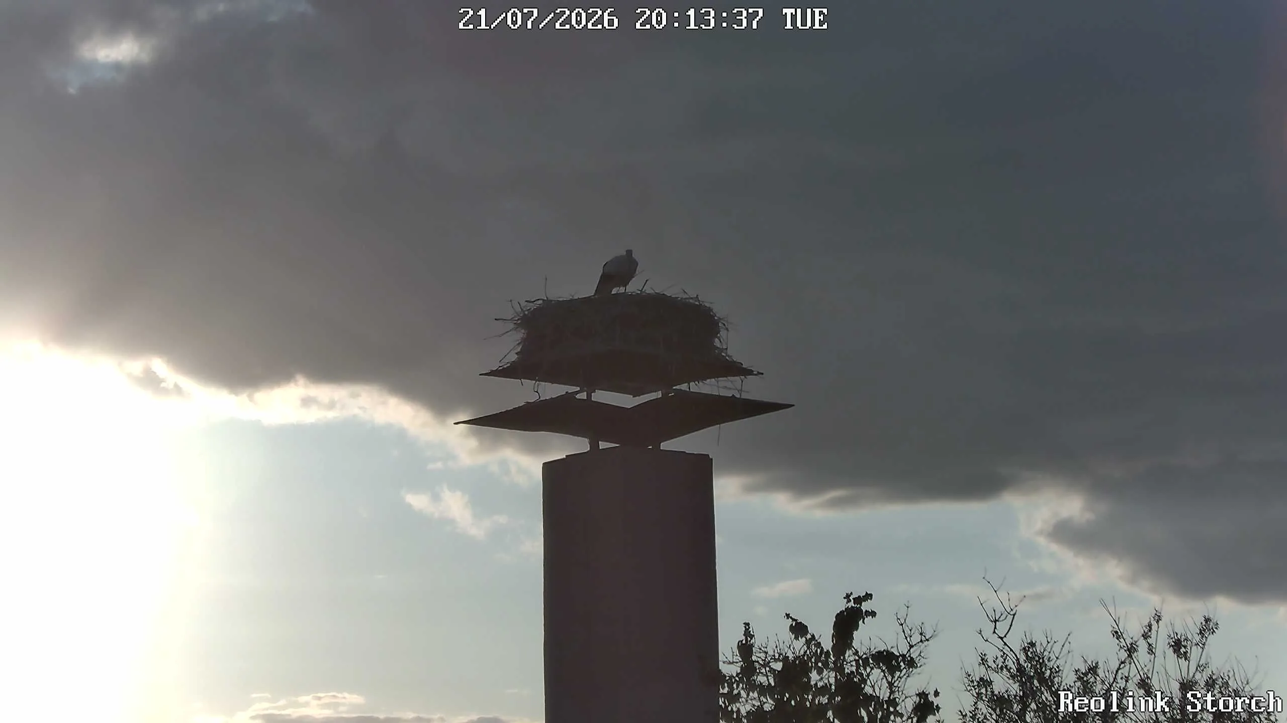 Storchencam Bild