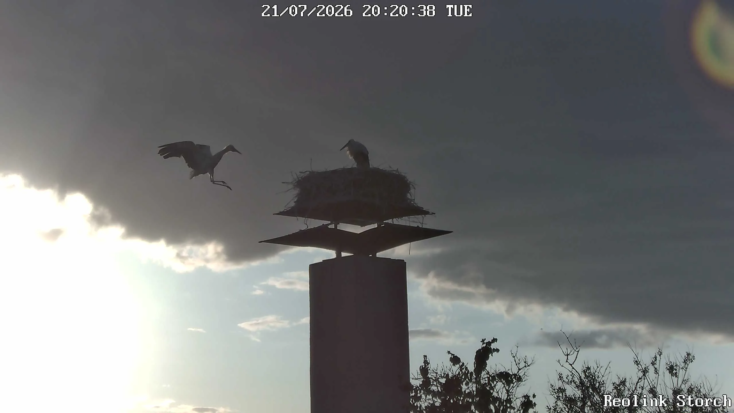 Storchencam Bild