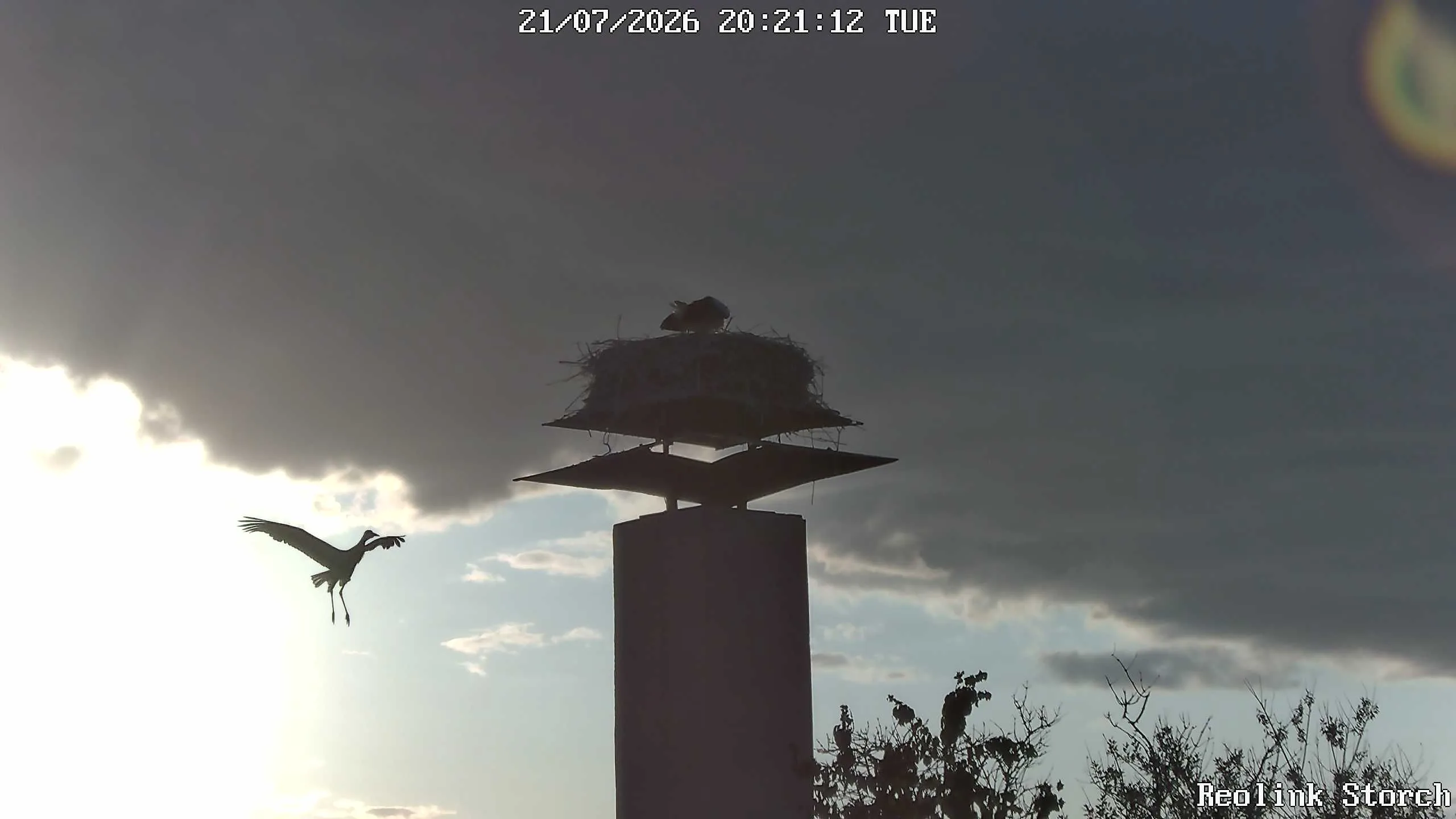 Storchencam Bild