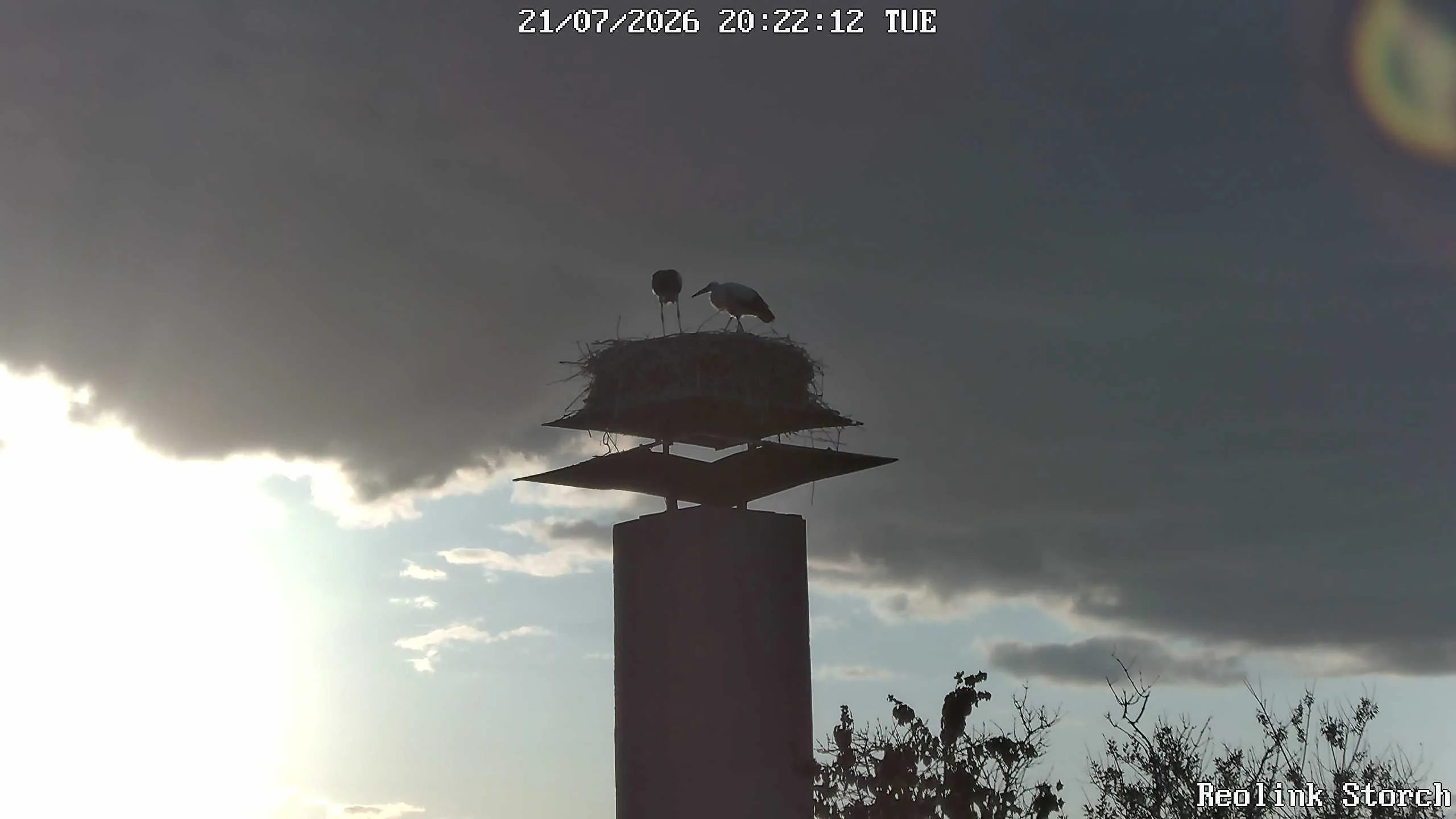 Storchencam Bild