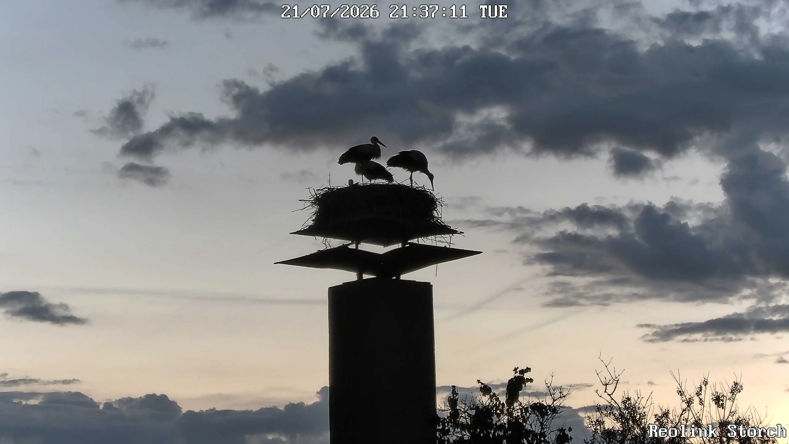 Storchencam Bild