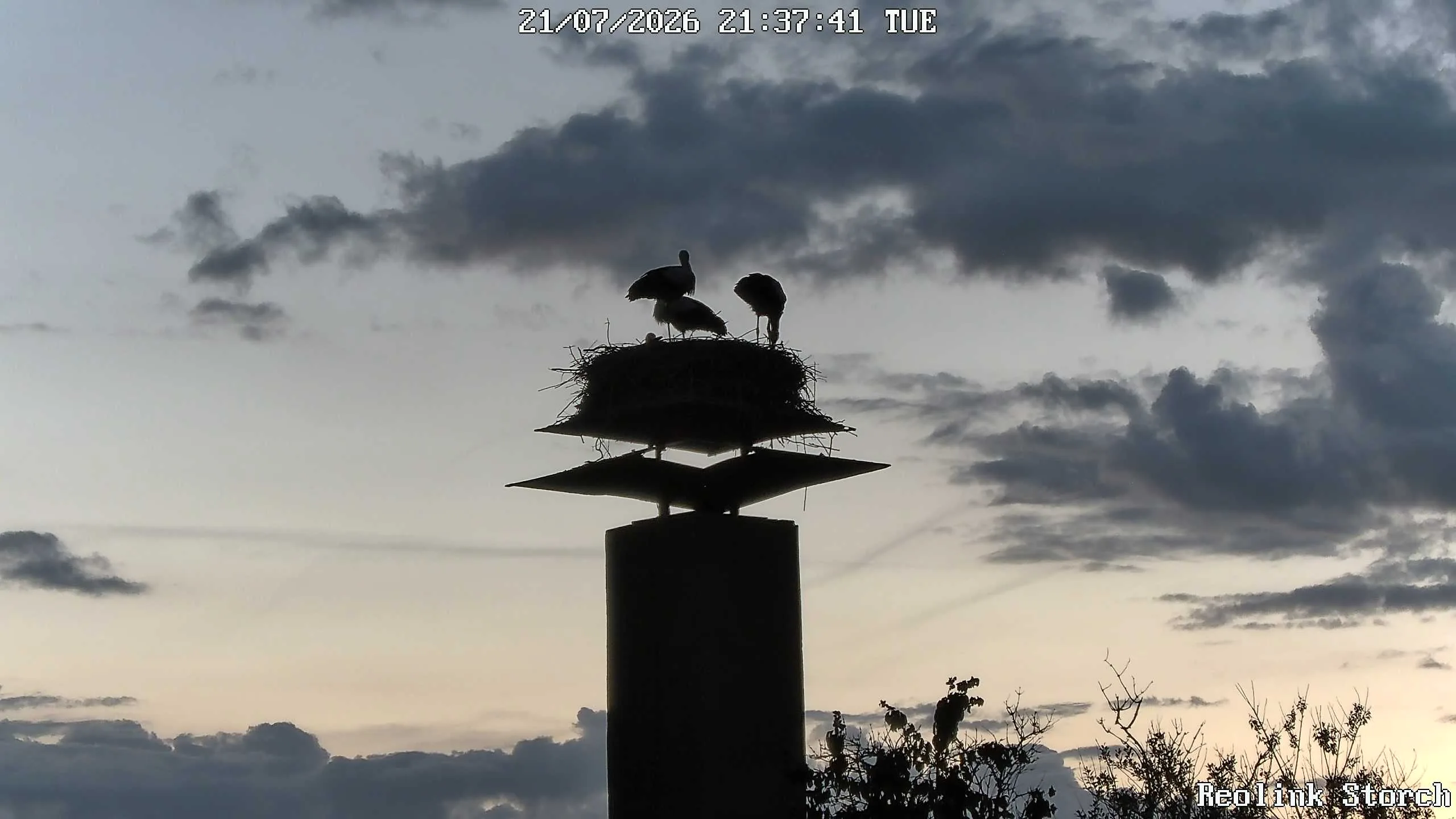 Storchencam Bild