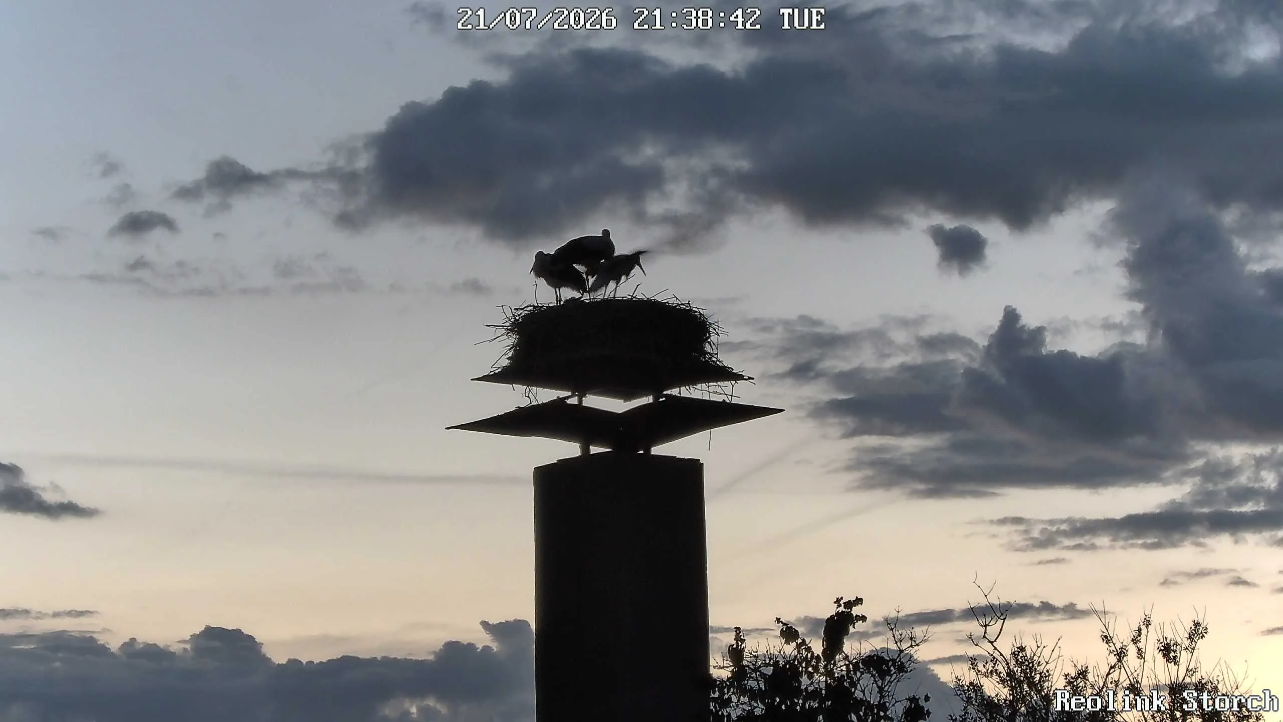 Storchencam Bild