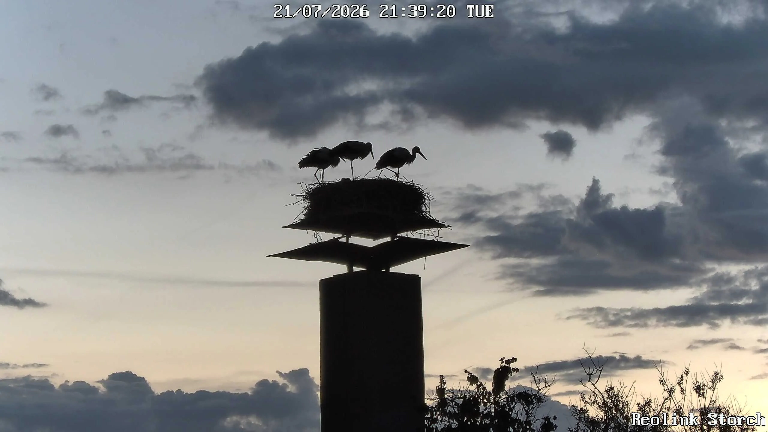 Storchencam Bild