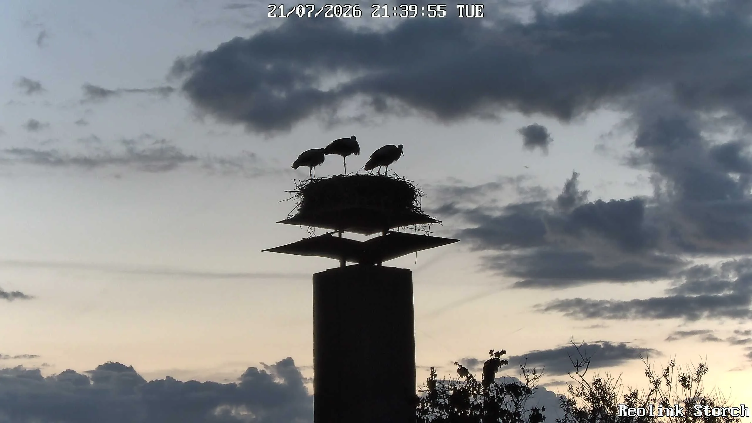 Storchencam Bild