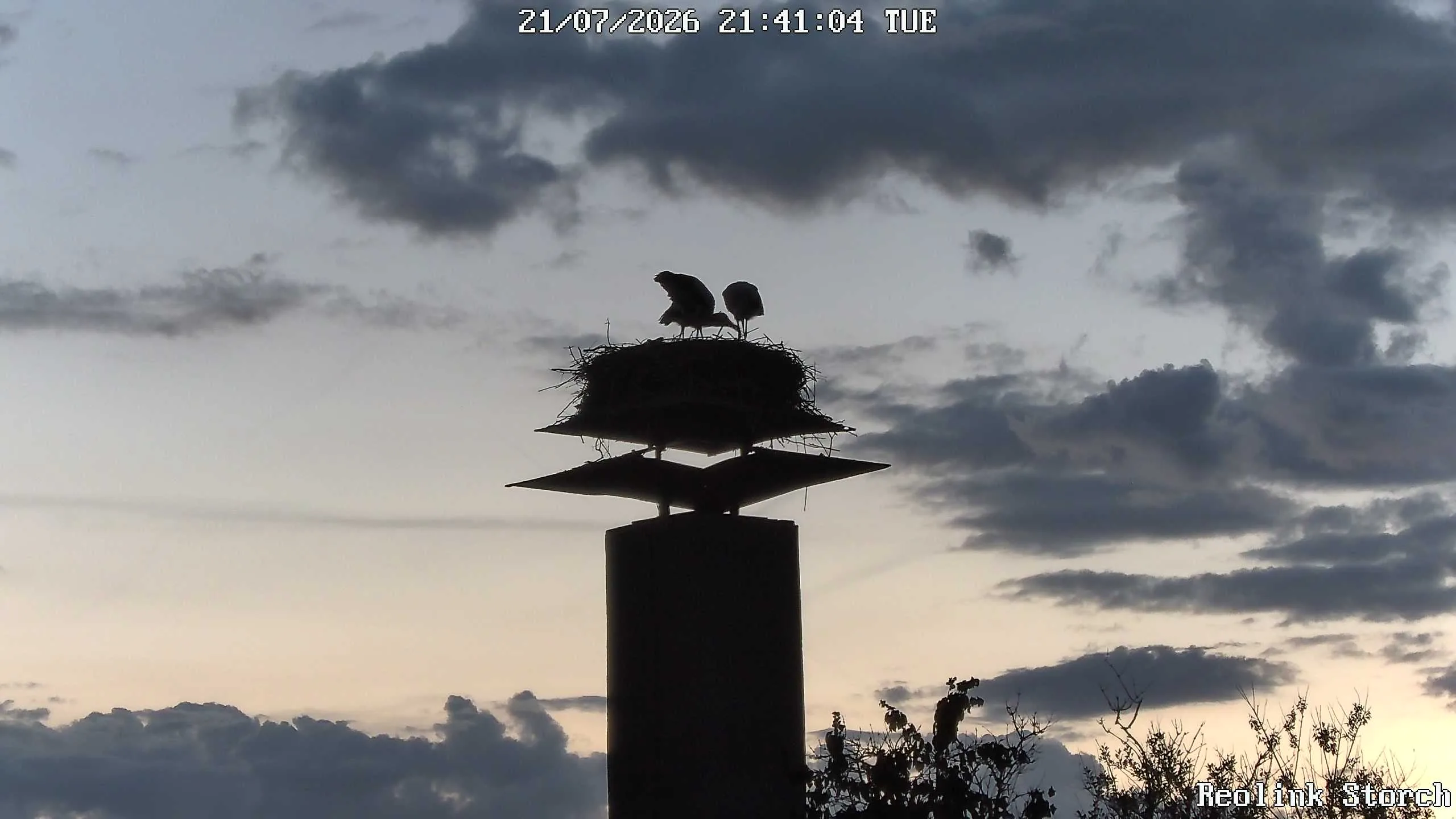 Storchencam Bild