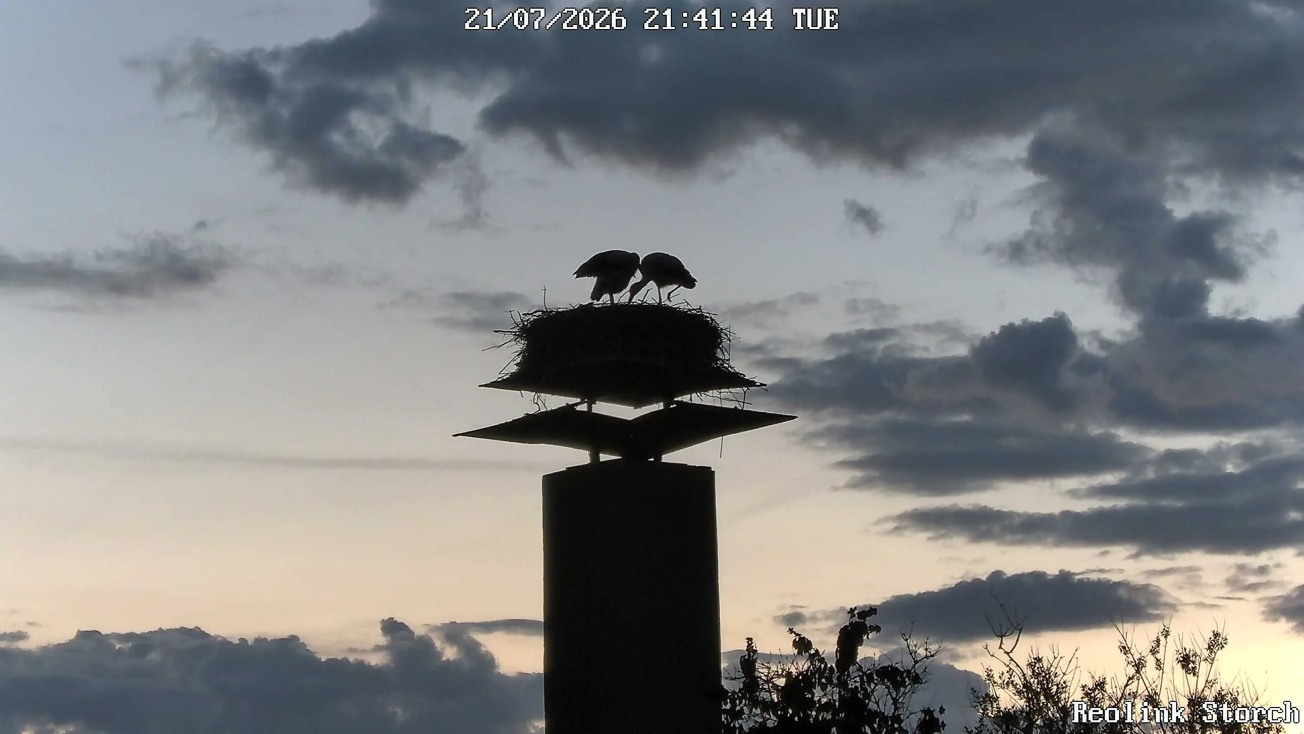 Storchencam Bild