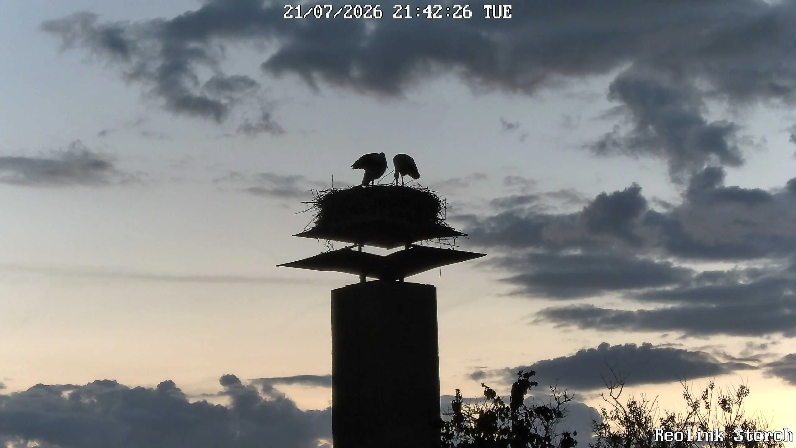 Storchencam Bild