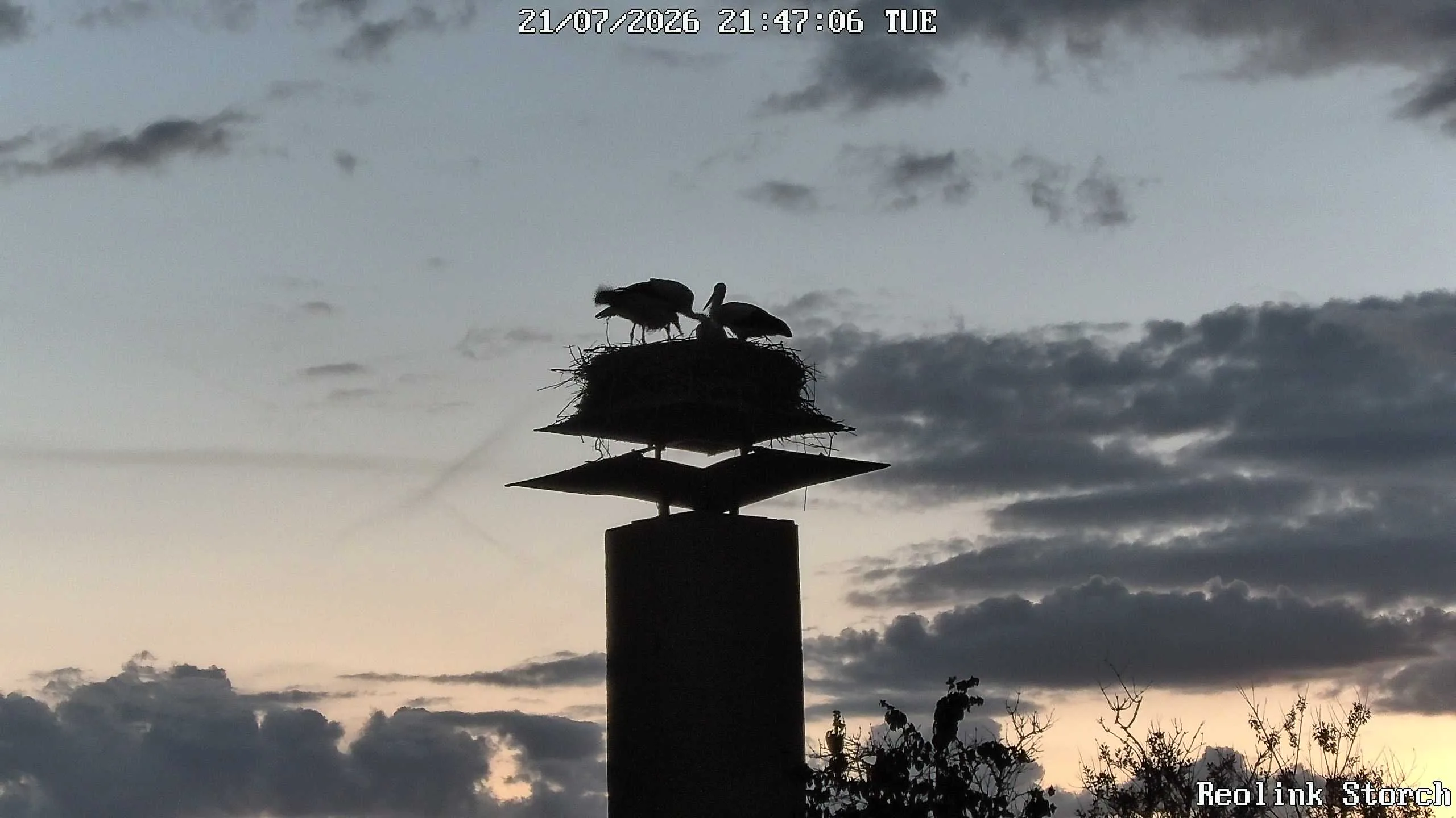 Storchencam Bild