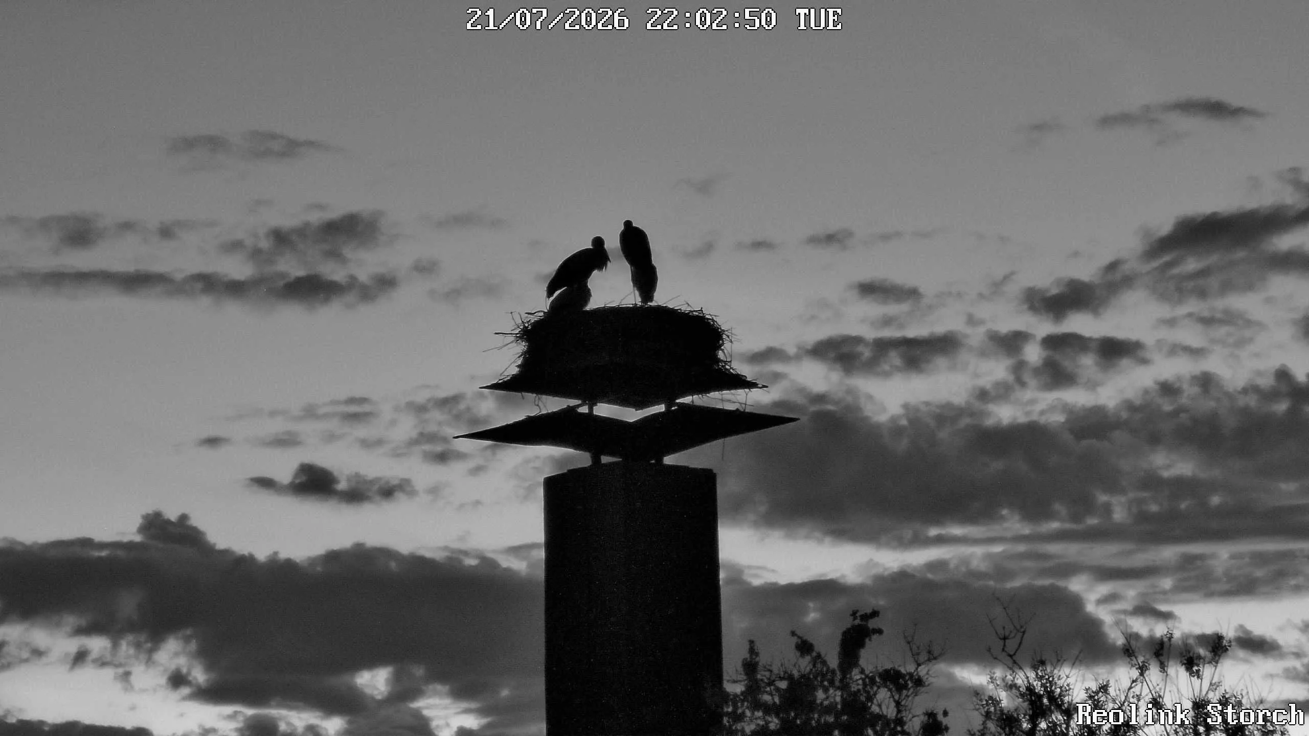 Storchencam Bild