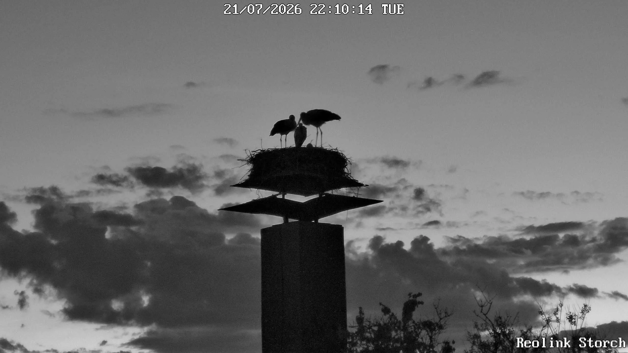 Storchencam Bild