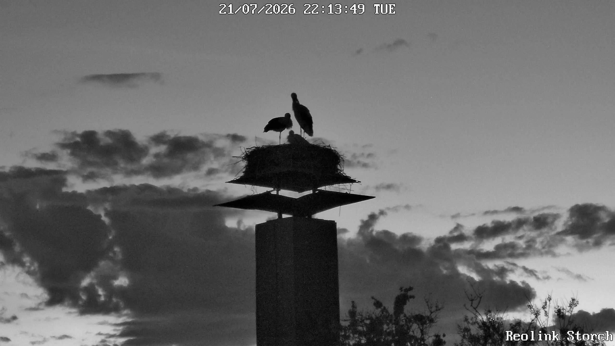 Storchencam Bild