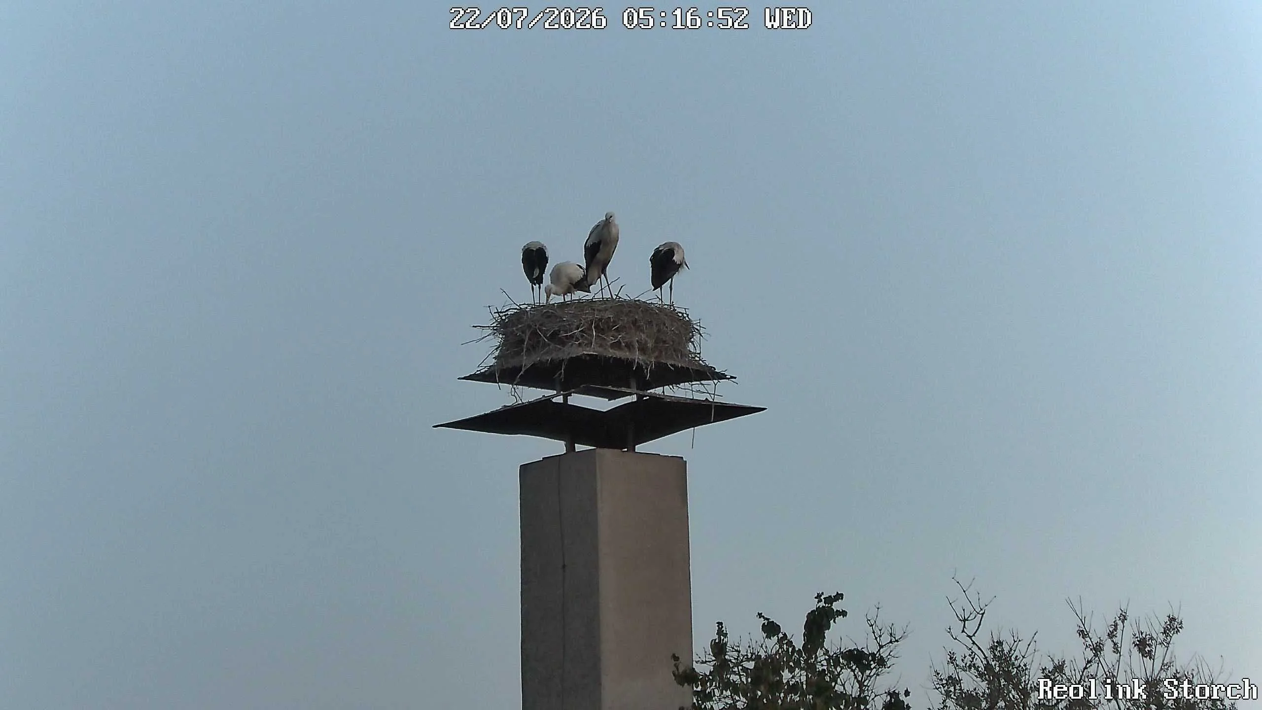 Storchencam Bild