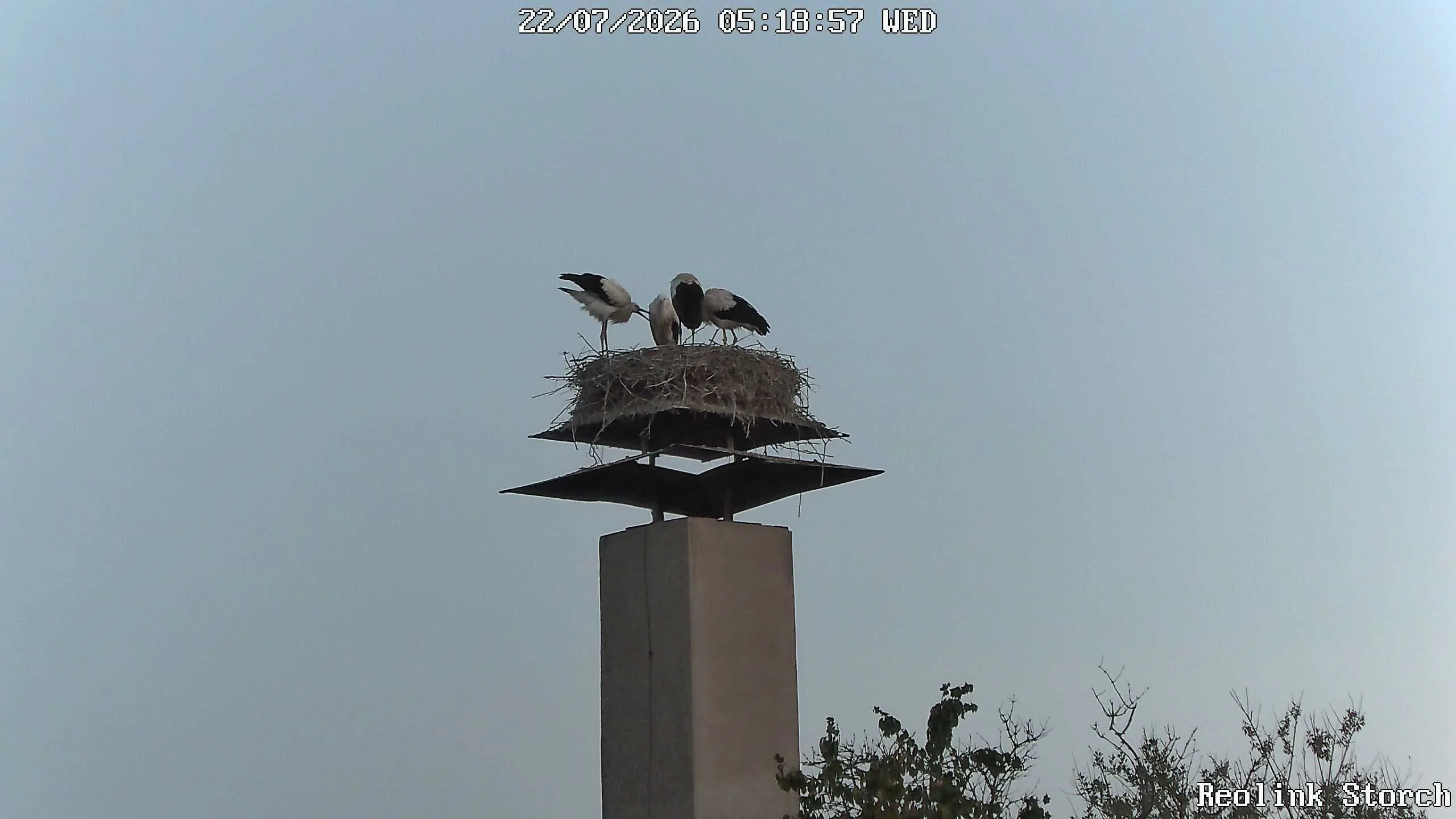 Storchencam Bild