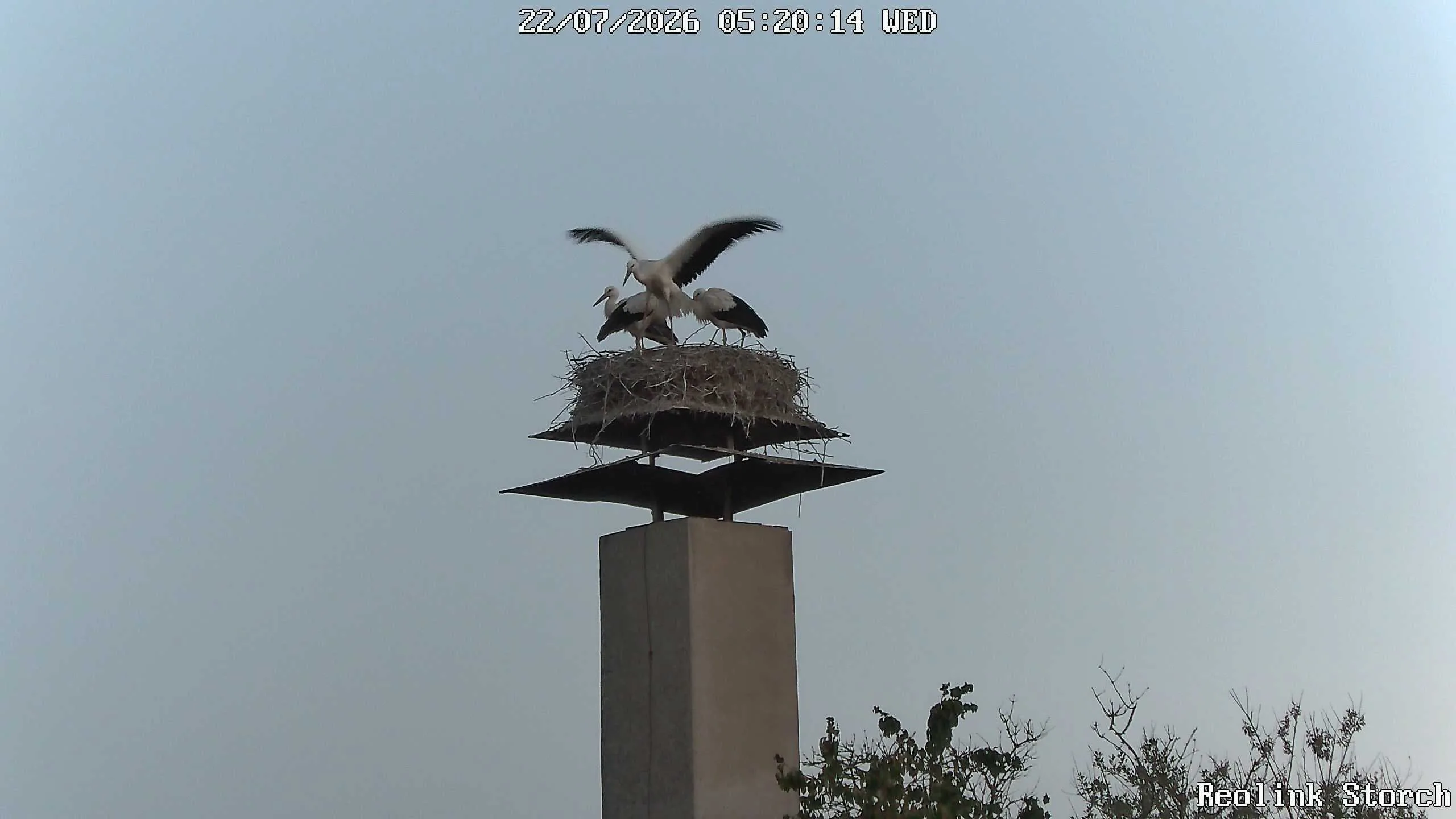 Storchencam Bild