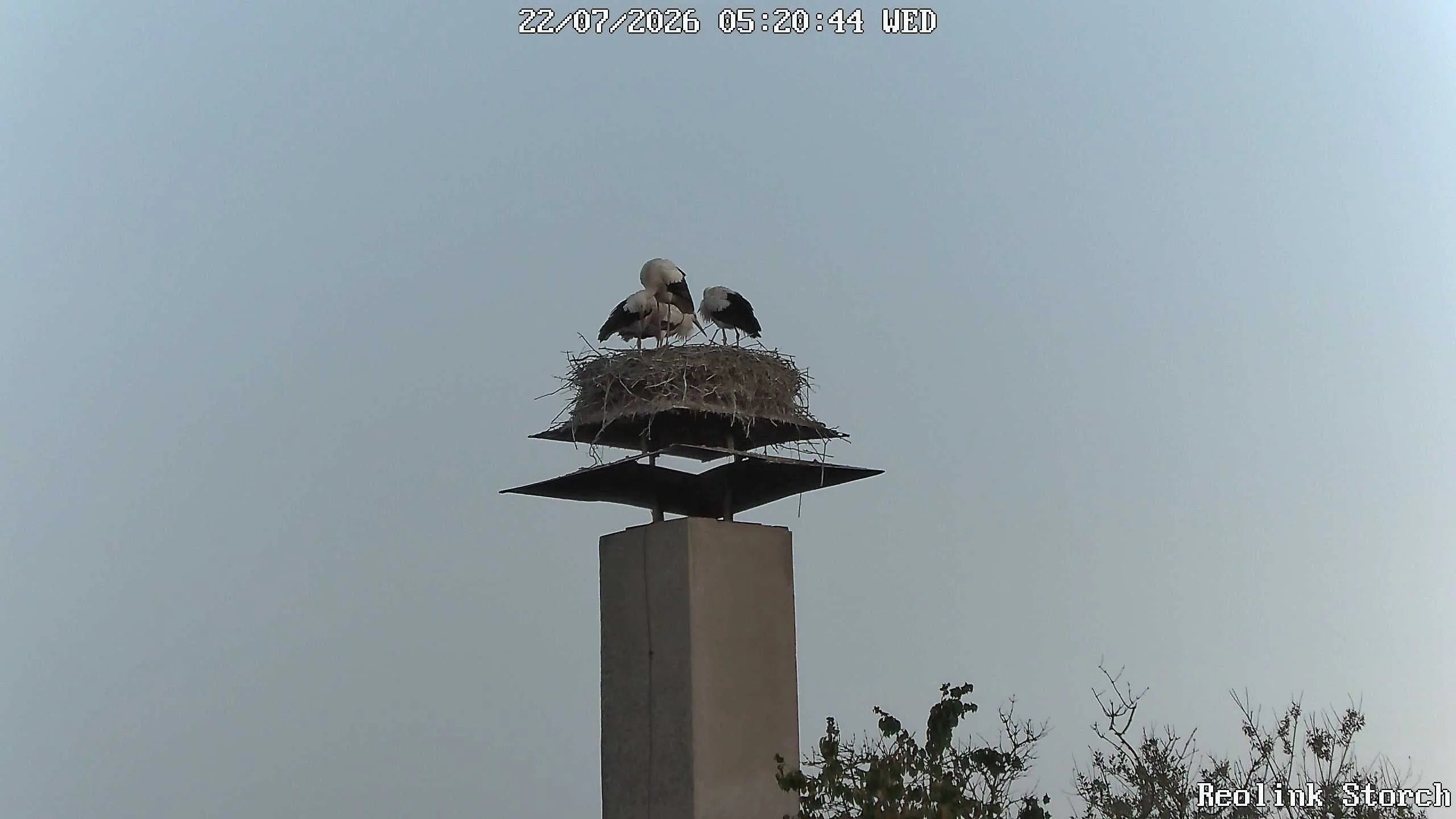 Storchencam Bild