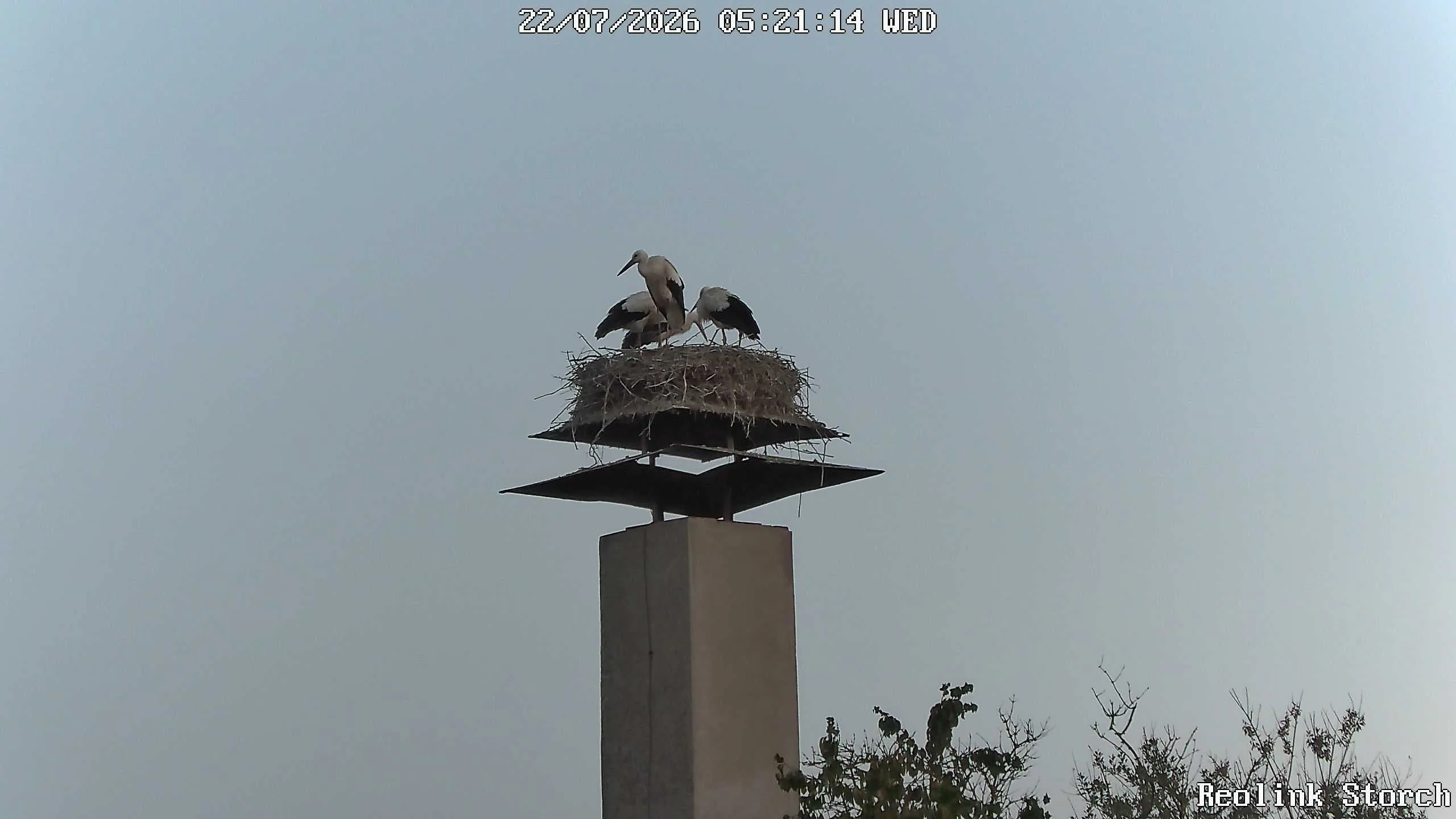 Storchencam Bild