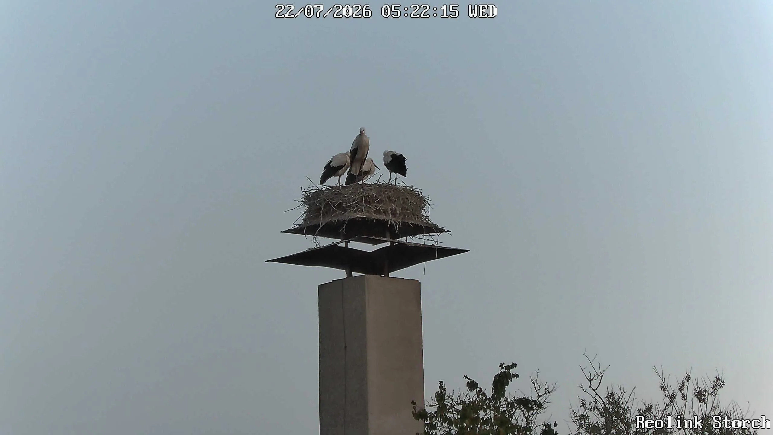 Storchencam Bild