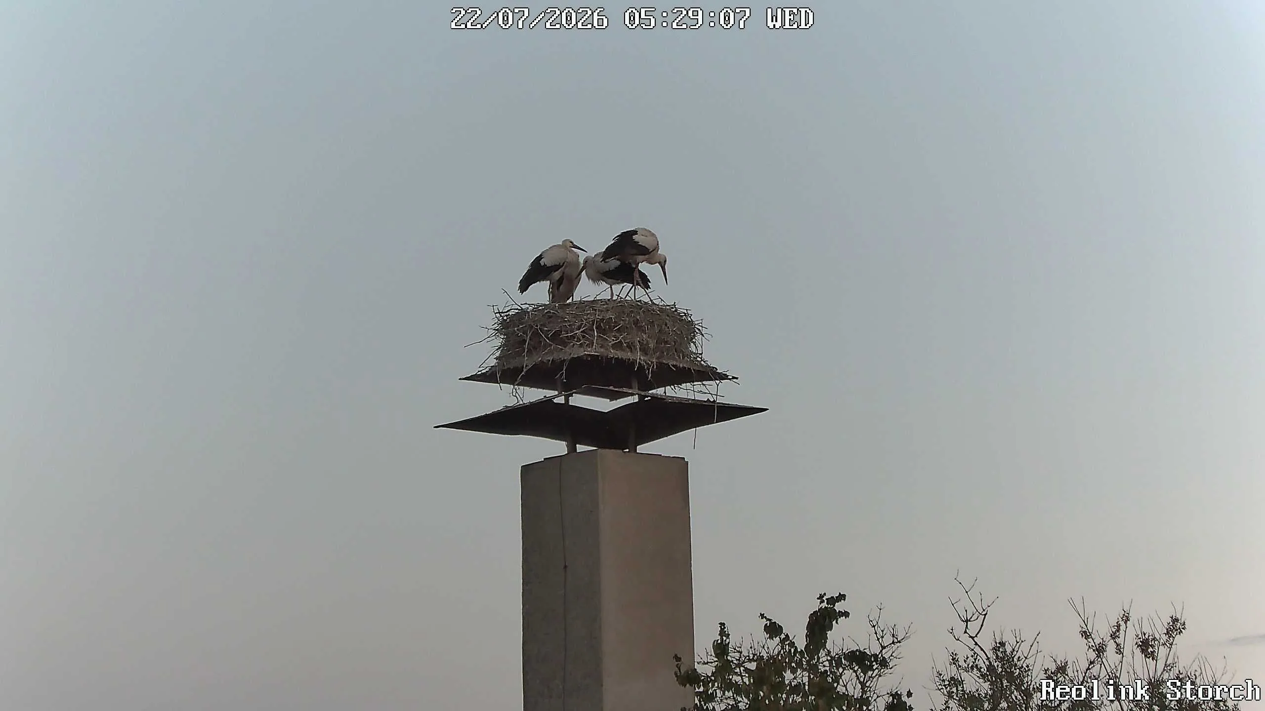 Storchencam Bild
