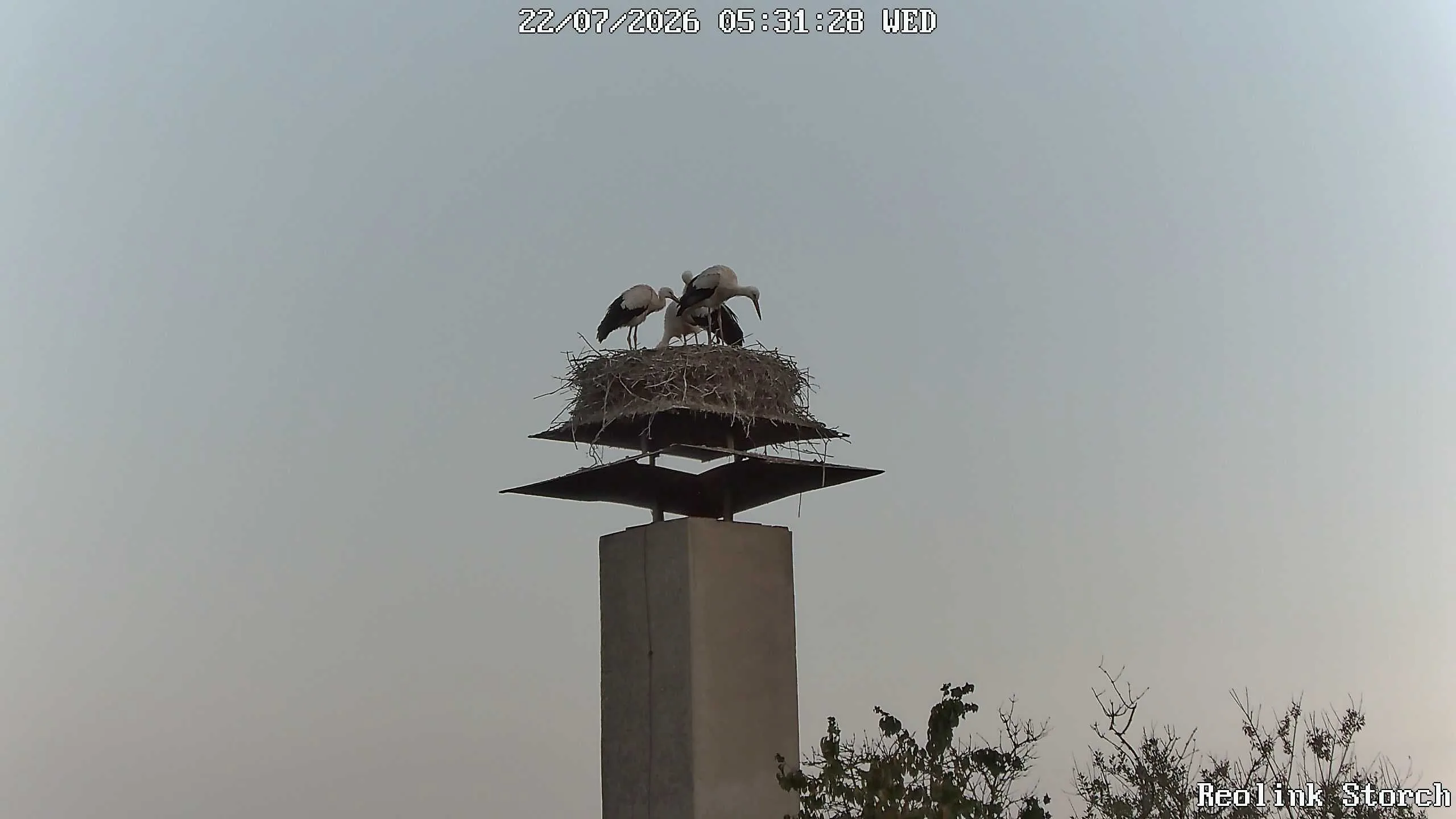 Storchencam Bild