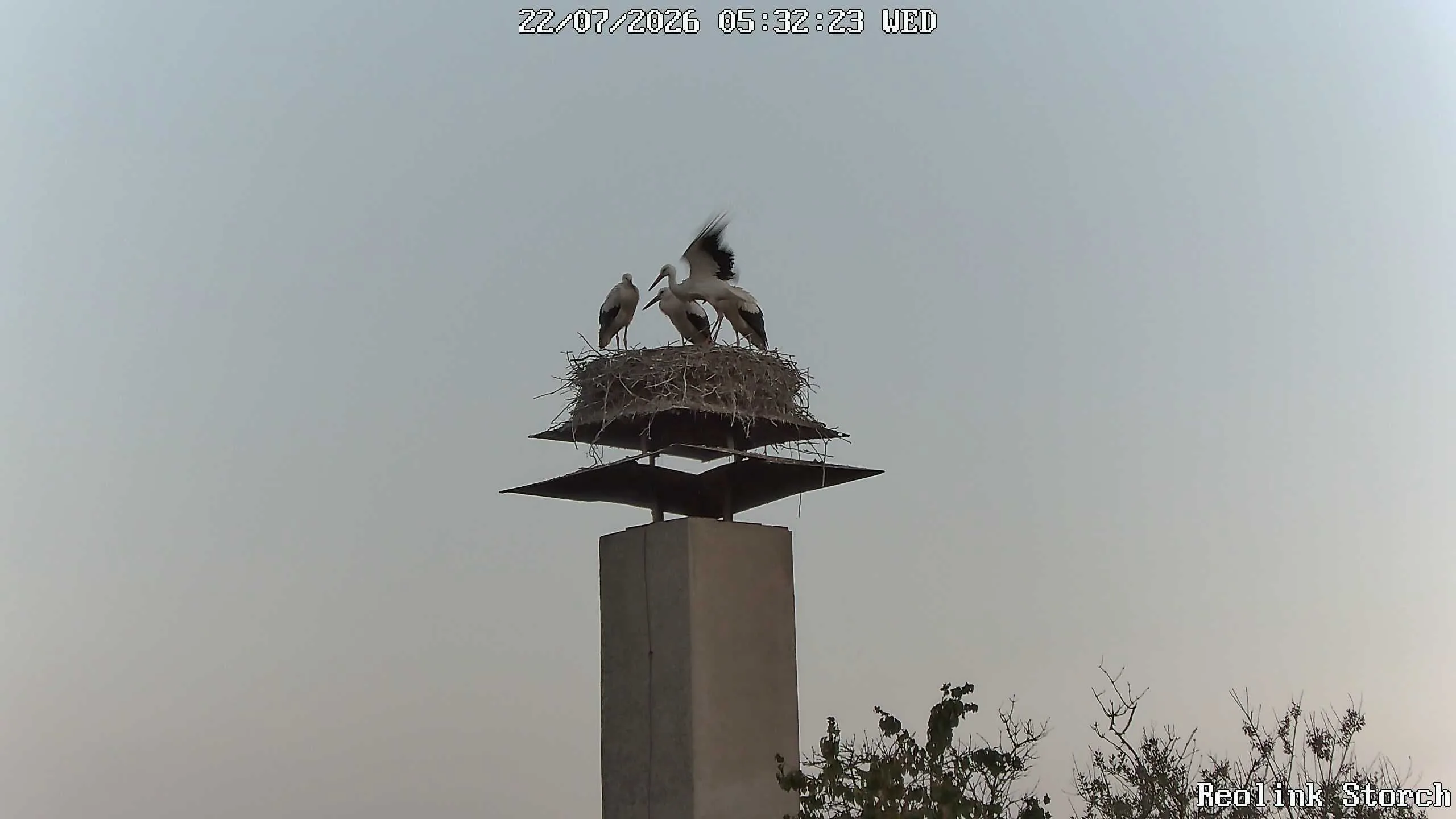 Storchencam Bild