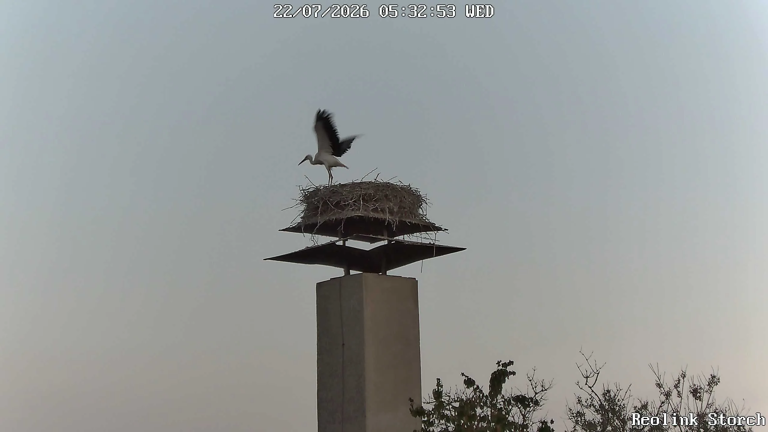 Storchencam Bild